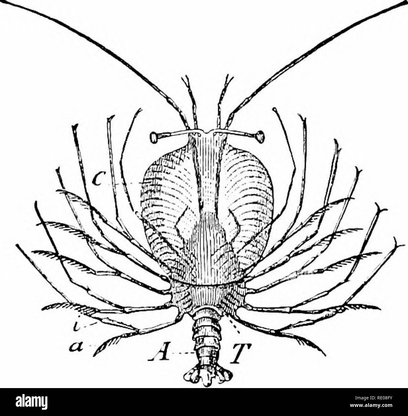 . A manual of zoology. Zoology. 434 ARTIIliOPODA. being united behind, while their ducts remain separate. The structure of the nervous system is in part dependent upon that of the abdomen. In the Macrura (fig. 430, C) the ventral chain consists of six ganglia in the thorax, six in the abdomen, but in the Brachyura (fig. 441) these all flow together in a common mass, connected with the brain by two long esophageal commissures. The development of most decapods is interesting from the number of larval forms. As a rule a zoea (fig. 415) is hatched from the egg ; this passes next into a Mysis-stage Stock Photo