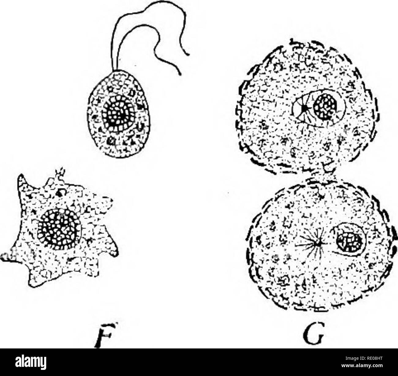 . The Protozoa. Protozoa. D Fig. 144. — Nuclear division and spore-formatron in Heliozoa. [SCHAUDINN.] A. A vegetative cell of SpficBrastruni with the axial filaments focussed in a central-granule (division-centre). B-D. Division of the nucleus in Acanthocystis. E, F, Flagellated and amoe- boid swarm-spores formed by budding. G. Exit of the division-centre from the nucleus. Like Paramceba this heliozoon reproduces by swarm-spores; the division-centre, however, takes no part in their formation, but remains intact while the nucleus divides without mitosis. The buds, therefore, contain no portion Stock Photo