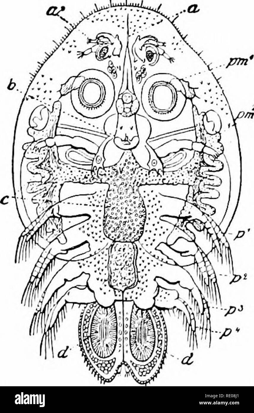 . A manual of zoology. Zoology. Fig, 423.. Fig, 424. Fig. 433.—Female Lerncnocera e^ocina, {From Lang, after Claus.) A, armlike proc- esses o( anterior end; d, digestive tract; «s, egg-aacs; od, oviduct; (i-(,, rudi- mentary thoracic appendages. Fig. i2i.—Argulus foliaceus. (From Ludwig-Leunis.) a, sting; a', antenna ; f), mouth; c, intestine with liver; rf, abdomen; pni ^/ni^, iirst and second maxiili- peds ; i.»^-p*, biramous feet of thorax. but for those giants among mammals, the baleen whales. Getochilus sep- tentrionalis occurs at times in such myriads that the sea for long distances is  Stock Photo