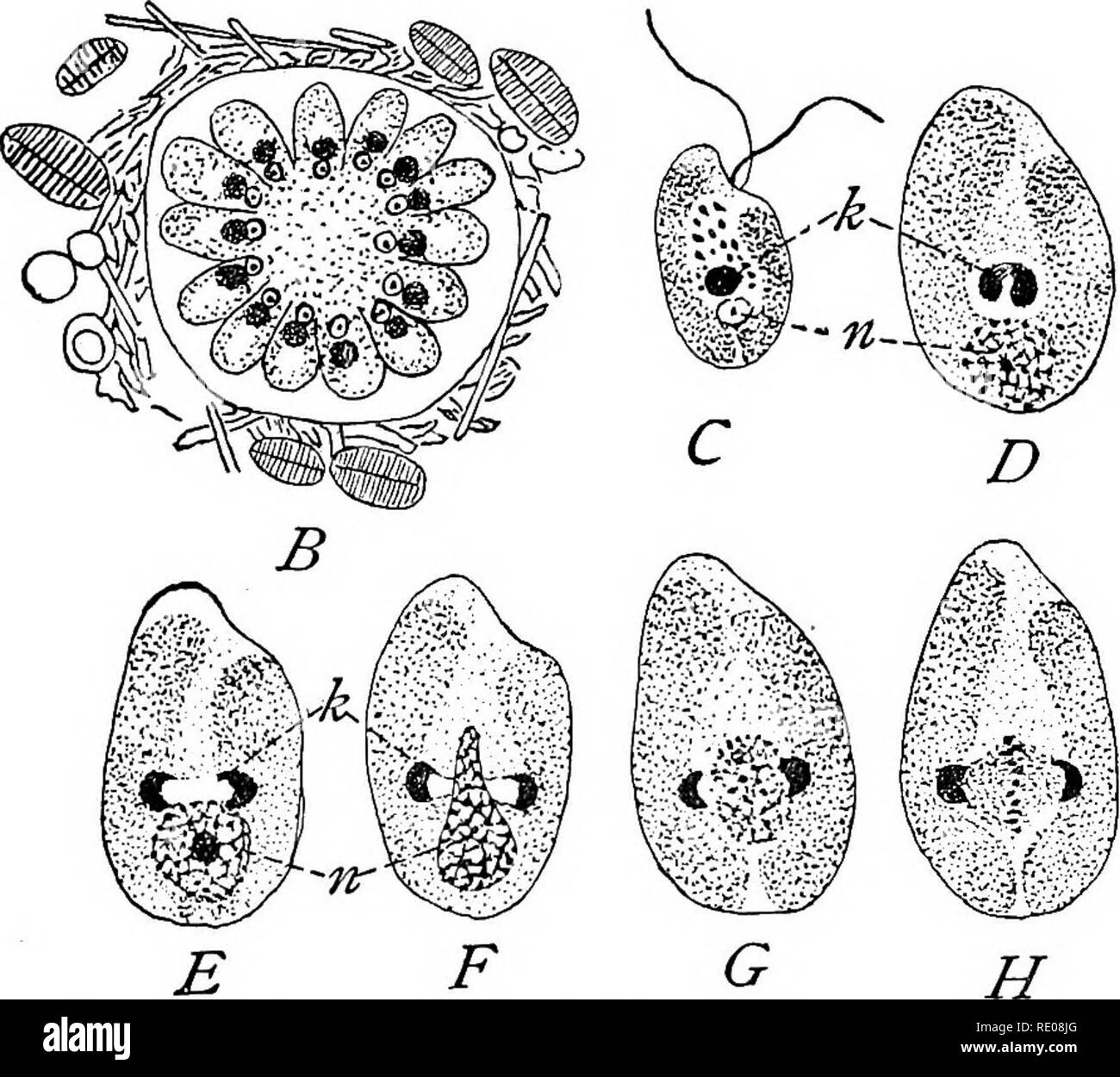 . The Protozoa. Protozoa. Fig. 142. — Paramaba cilhardl Schaud. [SCHAUDINN.] A. Section. B. Speculation. C-H. The flagellated swarm-spores in process of division, k, the Nebenkbrper; n, the nucleus which wraps itself around the division-centre {Nebenkbrper). In Paramceba, although the division-centre {Nebenkbrper) appar- ently plays no part in the nuclear division of the mother-animal, its daughter-parts play the same role in division of the swarm-spores as. Please note that these images are extracted from scanned page images that may have been digitally enhanced for readability - coloration a Stock Photo