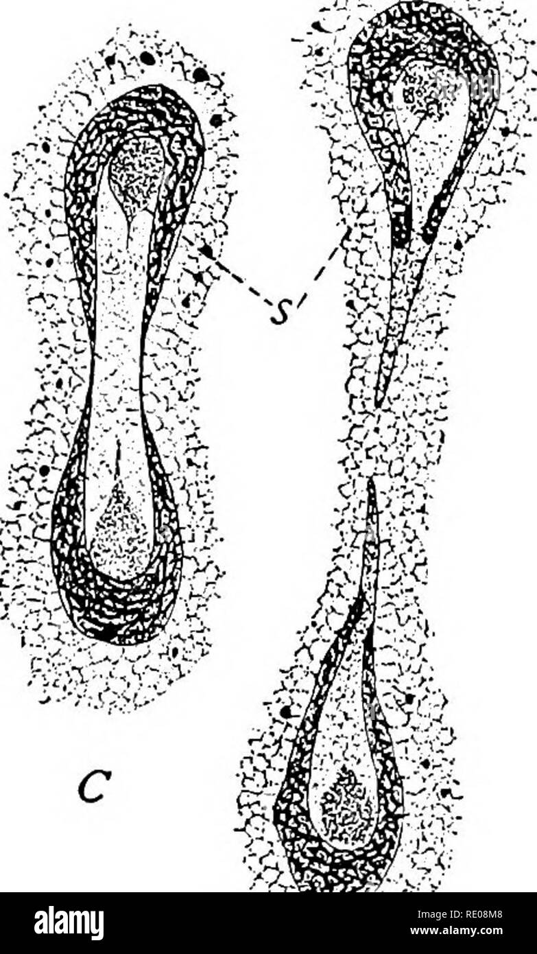 . The Protozoa. Protozoa. D %&amp;&gt;#'' Fig. 137. — Division in Ammba ciystalligera Schaud. [SCHAUDINN.] s, division-centre. observers have obtained similar results. Maupas ('89) showed that the spindle figure is made up of two distinct parts, and Hertwig ('89, '95) made out the granular character of the chromatin, and in his later work ('95) showed that the resting nucleus as well as the divid- ing nucleus has an achromatic body. The relation of the intra- nuclear body in the resting nucleus and in dividing forms was not made out, although Hertwig assumed that the spindle in the latter is d Stock Photo