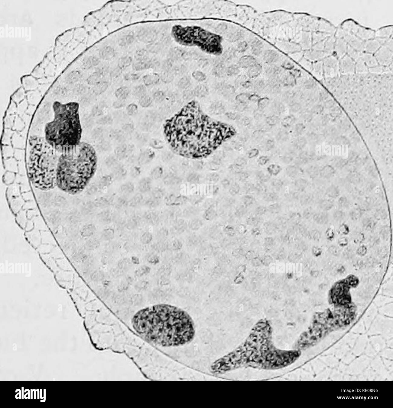. The Protozoa. Protozoa. ^KL E Fig. 134. — Types of nuclei. [A. Calcituba polymorpha Roboz, from SCHAUDINN. B. Colptdium colpoda, from a preparation. C. Euglena vlridis Ehr. irom a preparation. D. letramiius ctulomo- nas, n. sp. E. Noctiluca miliaris Sur., from a preparation.] A single karyosome (A) becomes vesicular, and ultimately gives rise to several daughter-karyo- somes (so-called &quot;fragmentation&quot; Schaudinn). Several karyosomes in Noctduca (E) hold the chromatin, the rest of the nucleus is filled with &quot;achromatic &quot; granules. In Tetramitus chilomonas (D) the chromatin Stock Photo