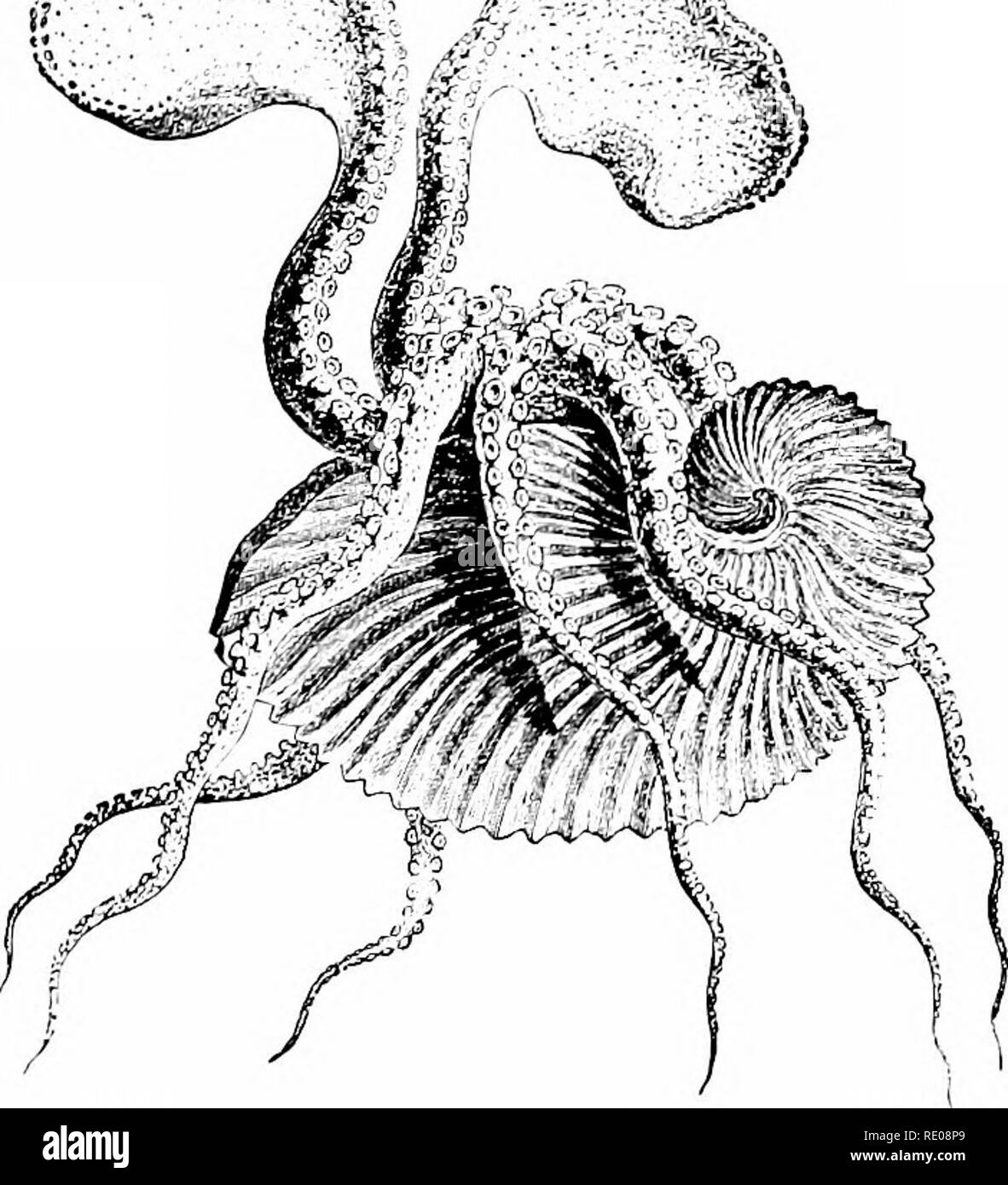 . A manual of zoology. Zoology. F. CEPHALOPODA : SUMMARY OF IMPORTANT FACTS. 395 and two oviducts. Ommastrejihes common in New England ; Archi- (&gt;?((«;(/«,* the giant squid (p. 384). Myopsida. Oviduct single (left); cornea unpei-forated. Loliijo* common squid ; Rossia*; Sepia, cuttle fish, fur- nishing the ' oiittle bone ' once used in medicine, now fed to cage birds, and the pigment sepia. Sub Order II. OCTOPODA. Eight arms webbed at their base; shell very rudimentary, sometimes fragmentary or wanting ; oviducts paired, ,^r^S?'-&quot;%. Fig. 388.—Argonauta argo, paper sailor, female. (Afte Stock Photo