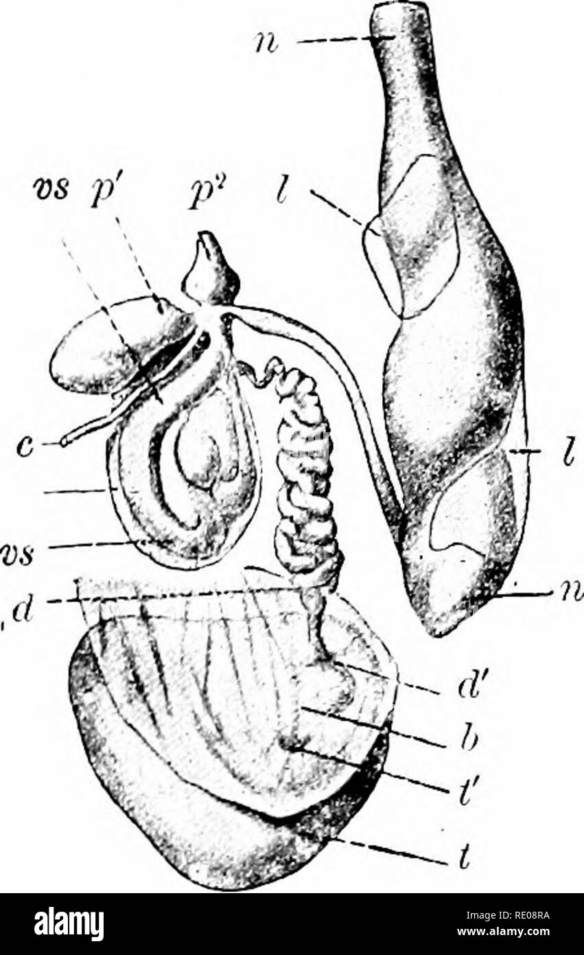 . A manual of zoology. Zoology. r. CEPHALOPODA. 391 wliich has the shajie of a ring with wing-Hke prf)fesses. The otoeysts lie in the ventral arch of the ring. Two pits opening behind the eye are regarded as olfactory, while Xantilus has, besides osphradia, two pairs of ciliated optic tentacles. Most noticeable of the circulatory structures is the presence of two kinds of hearts (fig. 300). The systemic heart consists of two (four in Na/tdilus) auricles receiving the blood from the gills, and a median ventricle from which arise anterior and posterior aortas. Then there is a branchial heart at  Stock Photo