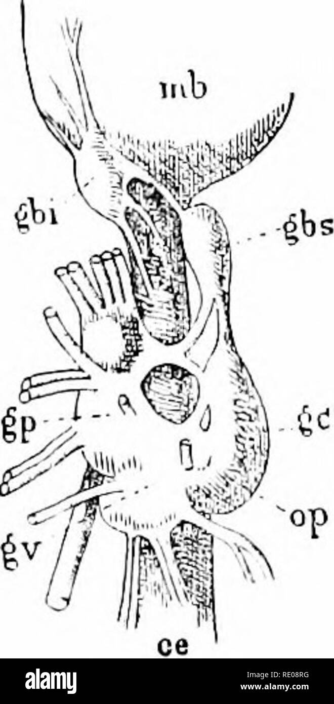 . A manual of zoology. Zoology. Fig. 390.—Anatomy of Octopus vulgaris, a, amis; tio, aorta: ct vena cava with ne- phi'idial appendage ; rf, intestine ; go, optic ganglion ; /i, S3'stemic lieart; (. nrop ; K, head ; k, ctenidia ; kli, branchial heart; kn, cartilage; /, (', liver and gall duct, the liver indicated by dotted line; il/, mantle; o, ovary ; od, oviduct; p. pedal ganglion ; s buccal mass with salivary glands; st, stellate ganglion ; sy, stomach and sympathetic ganglion ; T, basis of tentacles ; t, ink sac ; c, visceral ganglion: vk, auricle of systemic heart; *, spiral blind sac. gl Stock Photo