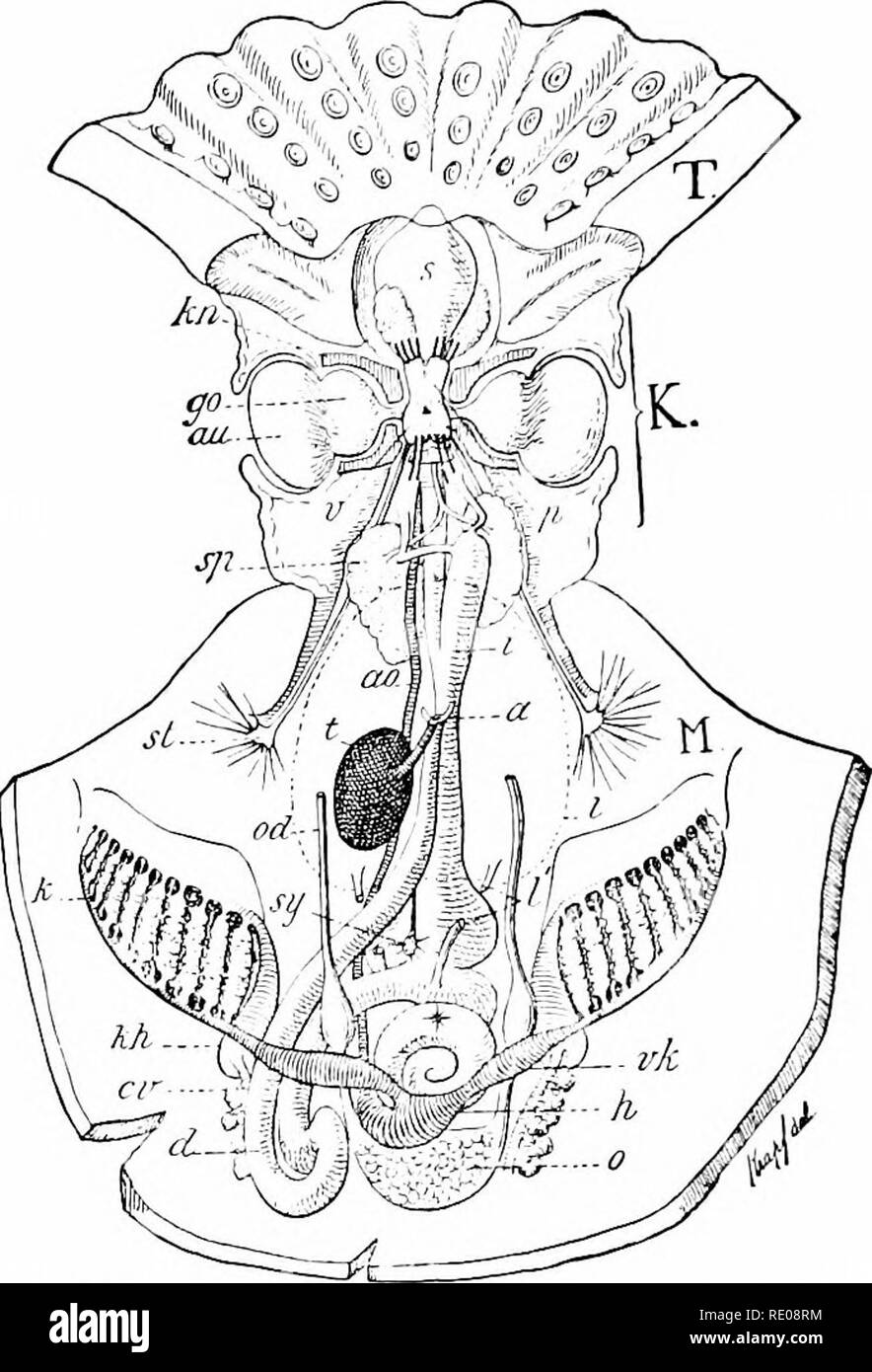 . A manual of zoology. Zoology. 390 MOLLUSC A.. Fig. 390.—Anatomy of Octopus vulgaris, a, amis; tio, aorta: ct vena cava with ne- phi'idial appendage ; rf, intestine ; go, optic ganglion ; /i, S3'stemic lieart; (. nrop ; K, head ; k, ctenidia ; kli, branchial heart; kn, cartilage; /, (', liver and gall duct, the liver indicated by dotted line; il/, mantle; o, ovary ; od, oviduct; p. pedal ganglion ; s buccal mass with salivary glands; st, stellate ganglion ; sy, stomach and sympathetic ganglion ; T, basis of tentacles ; t, ink sac ; c, visceral ganglion: vk, auricle of systemic heart; *, spir Stock Photo