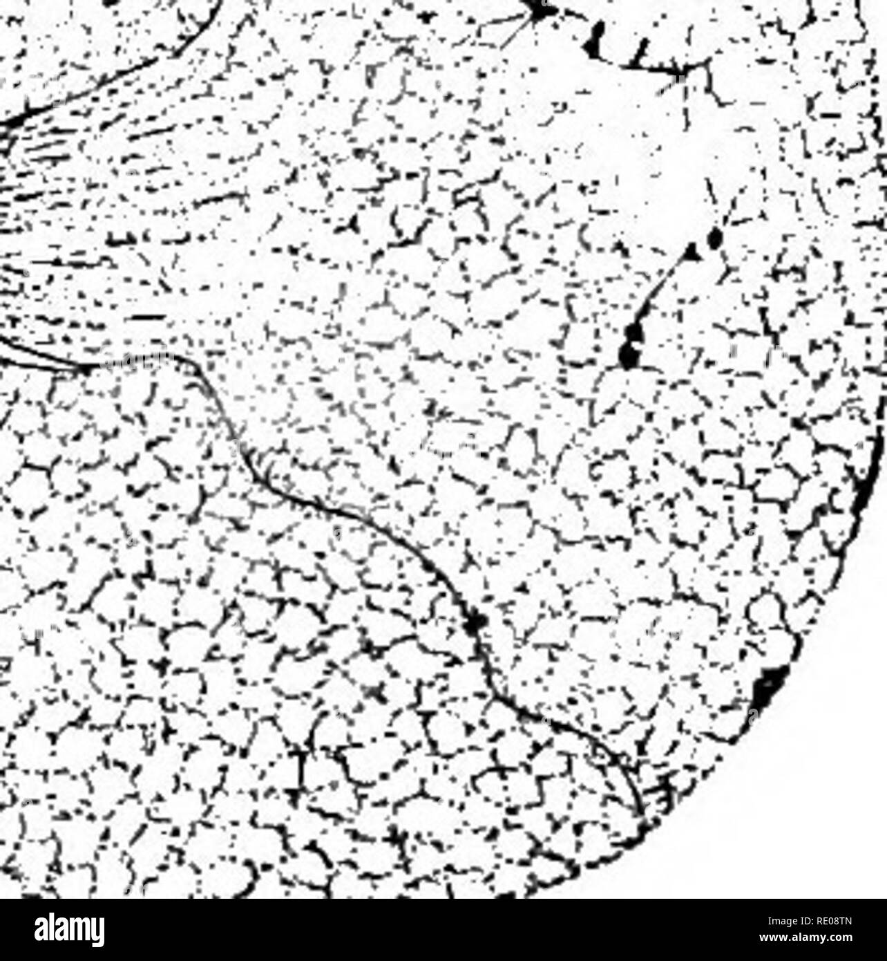 The Protozoa Protozoa Amp A Quot A Ik U A A Gt A A A 0 Mi M M I M B Fig 124 A Conjugation Of Monncystis Acidla Lank Siedlecki The