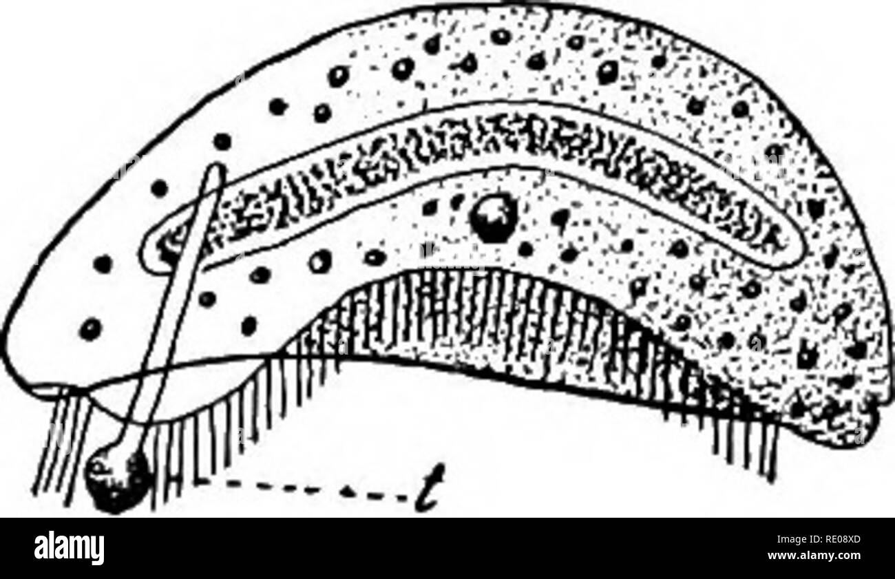 . The Protozoa. Protozoa. Fig. 115. — Ciliata with tentacles. A. Ileonema dispar Stokes. [Stokes.] B. Mesodinium pulex Clap, and Lach. [Entz.] C. Hypocoma parasitica Grub. [Engelmann.] t, tentacles. direct connection between the tentacles of the two groups, but regarded them as independent adaptations. The hypothesis advanced by Butschli is that primitive forms of Suctoria (such as Hypocoma (C), which has but one suctorial tentacle, and which retains its cilia throughout life, the cilia being upon the ventral side only, as in hypotrichous forms of Ciliata) were derived from hypotrichous ciliat Stock Photo