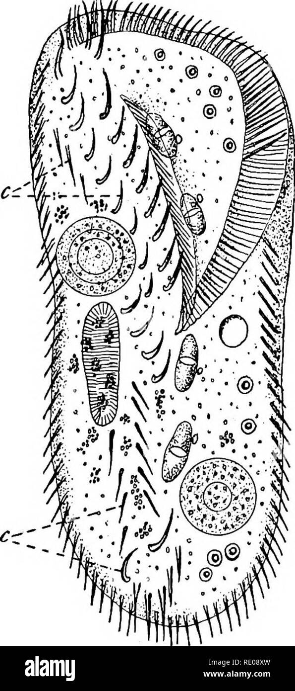 . The Protozoa. Protozoa. Fig. 113. — Illustrating Biitschli's hypothesis of the origin of the Hypotrichida. [BUTSCHLI.] A. Stepkanopogon colpoda. Entz. B. Peritromus emince St. C. Onychodromus grandis St. t, cirri. tial. In some forms the uniform coating of cilia is broken in certain regions, giving characteristic girdled forms, which are included as a separate order apart from the Holotrichida by some writers (Haeckel). In the Holotrichida, also, there are a few forms which show a distinct tendency toward bilateral symmetry, due primarily to a bending of the body, and followed by a reduction Stock Photo