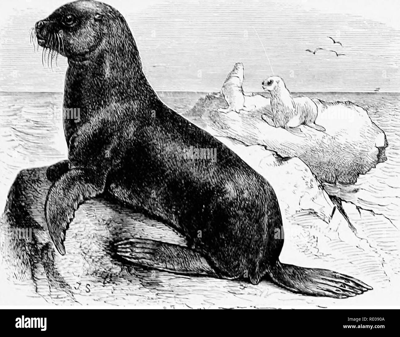 . An introduction to the study of mammals living and extinct. Mammals. 0'/:iAV/D./: 595 otliors, from tho coiists of Australia :&gt;iul various islands scattered over tho soiitborn hoiuisphero. These ha.e lieeu grouped by some /.oologists into many genera, founded upon 'ery trivial modifiea- tions of teeth and skull. In a reeeut memoir Mr. Boddard ^ eon- eludes that if the genus be split up at all, it should be divided into ()lttriii, eontaiuing only 0. jiihii/ii (with its numerous synonyms), and .1 ir/dciplialiin, eoniprising all tho other speeies. The latter group is distinguished by the m Stock Photo