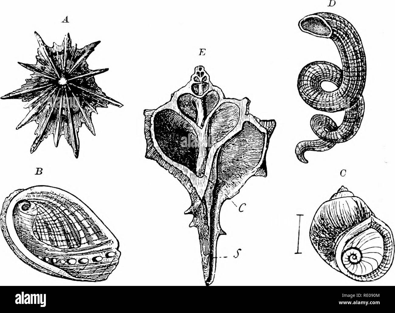 . A manual of zoology. Zoology. JV. GASTEROPODA. 371 it, causing its color pattern. When the siphon is present the shell shows a corresponding process. Thus are distinguished holostomate shells with smooth mouths (fig. 302, I&gt;) and sfphono-. FiG. :j62.—Various forms of sheUs. (After Schmarda, Bronn, and Clessin.) A, Patella eiixtata; B, Haliotis tuberculata; C, Vci-metus (Jentiferut:; D, Lithmjlyphus naticoidea; E, sheU of Murex opened to show c, columeUa ; o, siphon. stome shells, in which the anterior margin is drawn out in a groove (fig. 302, E). A simple conical shell without further ev Stock Photo
