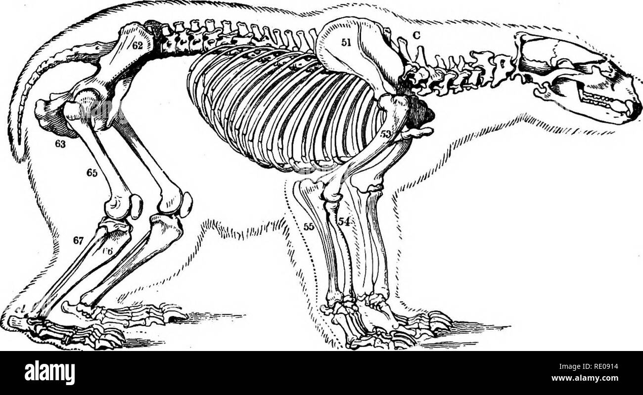 . Zoology for high schools and colleges. Zoology. 616 ZOOLOGY. pre-molars and three true molars; while the rami of the mandible are coossifled; for these reasons it was placed by F. Ouvier between the orders Carnivora and Primates (Cope). It is allied to the raccoon, is called the kincajou, and lives in northern South America. The bears have a thick, clumsy body, with a rudimentary tail, and the teeth are broad and tuberculated, so that they can live indifferently on fish, insects, or berries. Our North American species are the polar bear (Ursus tnaritimus Linn.) and Ursus arctos Linn., with i Stock Photo