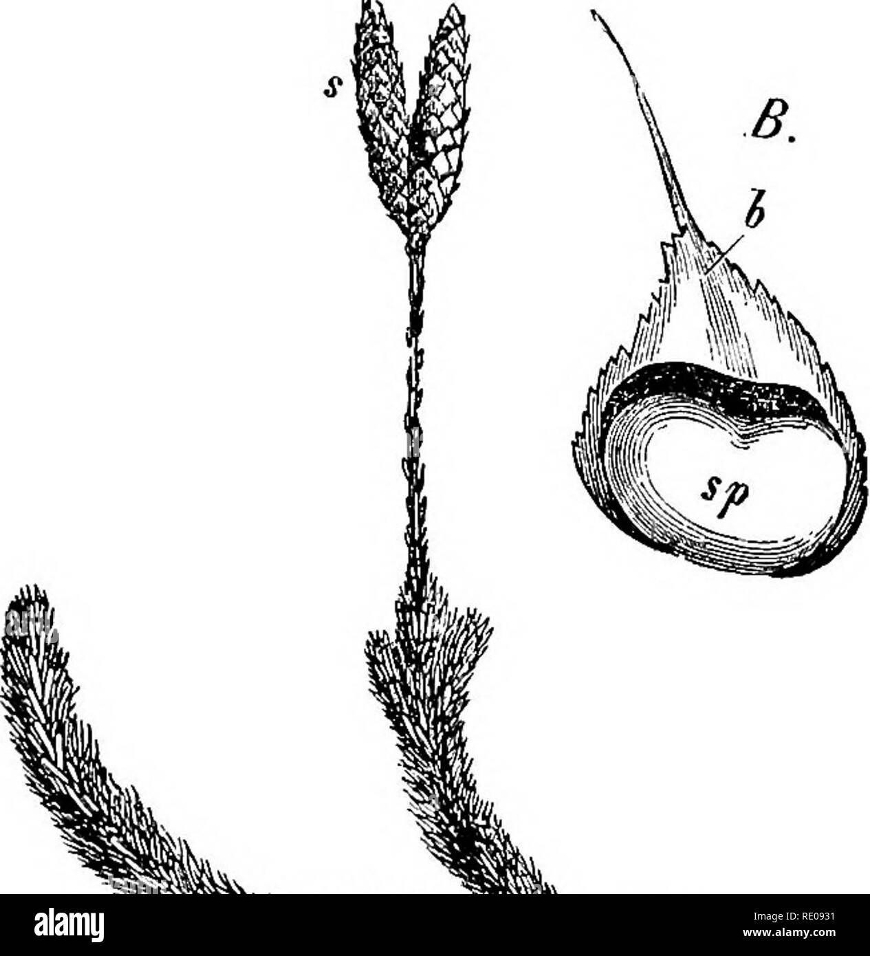 . A manual of structural botany; an introductory textbook for students of science and pharmacy. Plant morphology. Fig. 597 The male organ, antheridium of mosses (Funaria): A, antheridium, with escaping antherozoids (a); B, a single male element b, in mother cell; C, free, with two cilia. ^^i^sj?^-;^;^^-^, Fig. 598. Lycopodium: S, the cone-like spore- bearing leaves; B, an enlarged sporophyll leaf; b, the blade, and sp, the sporangium which con- tains the spores. the center of the capsule the Pedicel is continued as the Columella, and at its summit it is closed in until mature by one or more co Stock Photo