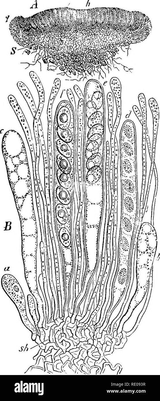 . A manual of structural botany; an introductory textbook for students of science and pharmacy. Plant morphology. 214 GENERAL CHARACTERS OF CRYPTOGAMS a sporophyte (Fig. 596, .5, t, c), which is the Capsule. These ripened spores, in turn, germinate to produce a new gametophyte which, in its embryonic state, is called the Protonema. It will be observed that the. Fig. 595. An Ascomycetous Fungus—Peziza— A, showing section through complete spore- bearing body—the apothecium; h, the hyme- nium: s, the hyphae, forming false tissue; B, enlarged section of a portion of above showing a, b, c, d, e,f,  Stock Photo