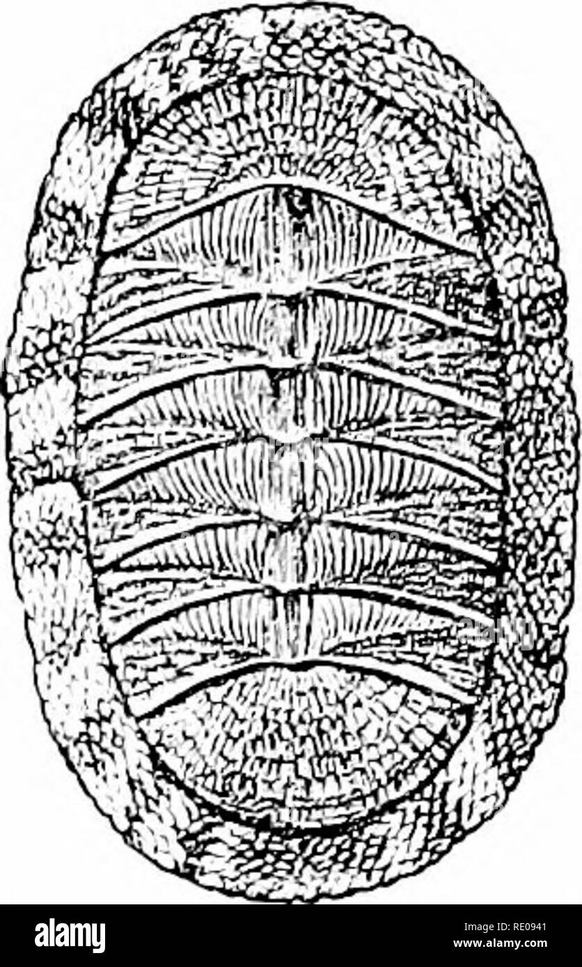 . A manual of zoology. Zoology. I. AMPHINEURA. 35 i mantle extends beyond the shell and is covered with spines, while in the mantle cavity beneath are, right and left, a series of ctenidia. Xerves enter the shell and end with noticeable sense organs (ajs-. Please note that these images are extracted from scanned page images that may have been digitally enhanced for readability - coloration and appearance of these illustrations may not perfectly resemble the original work.. Hertwig, Richard, 1850-1937; Kingsley, J. S. (John Sterling), 1854-1929. New York, H. Holt and Company Stock Photo