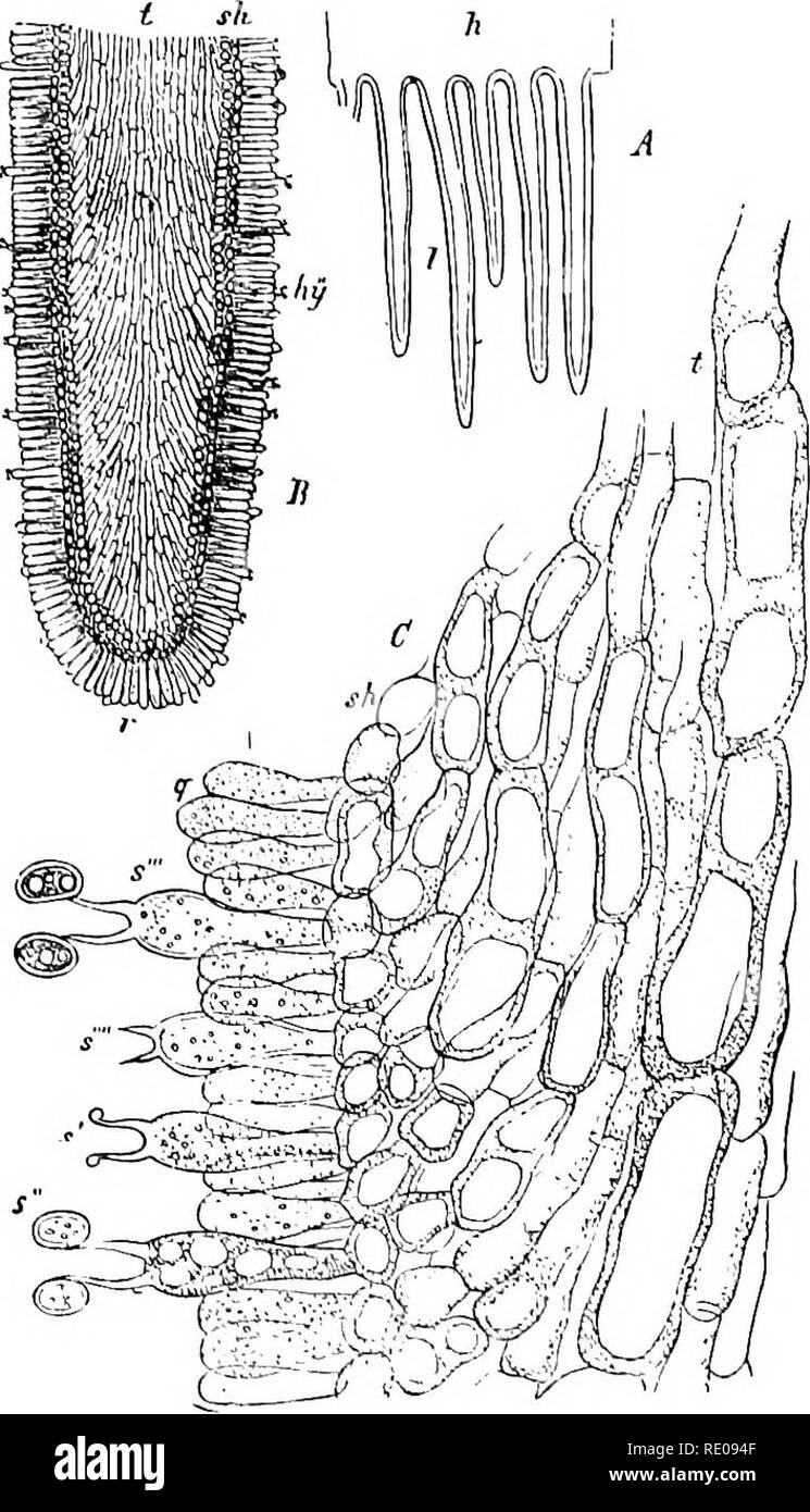 How Are Spores Structurally Different From Seeds