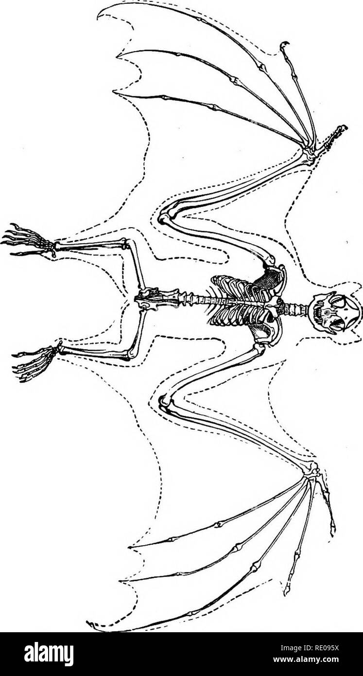 . Zoology for high schools and colleges. Zoology. HABITS OF BATS. 589 Bats live in caves and in the hollow of trees by day; all hibernate in the same situations, going into winter quarters in the autumn, and reappearing in the warm twilight of spring. Though the eyes are small, and the sight, so far as. Pig. 511.—Skeleton of a fruit oat (PferopMS).—After Owen. we know, deficient in keenness, they show wonderful skill in avoiding objects during their rapid flight. The ears are very large, and in the vampires the nose is adorned with. Please note that these images are extracted from scanned page Stock Photo