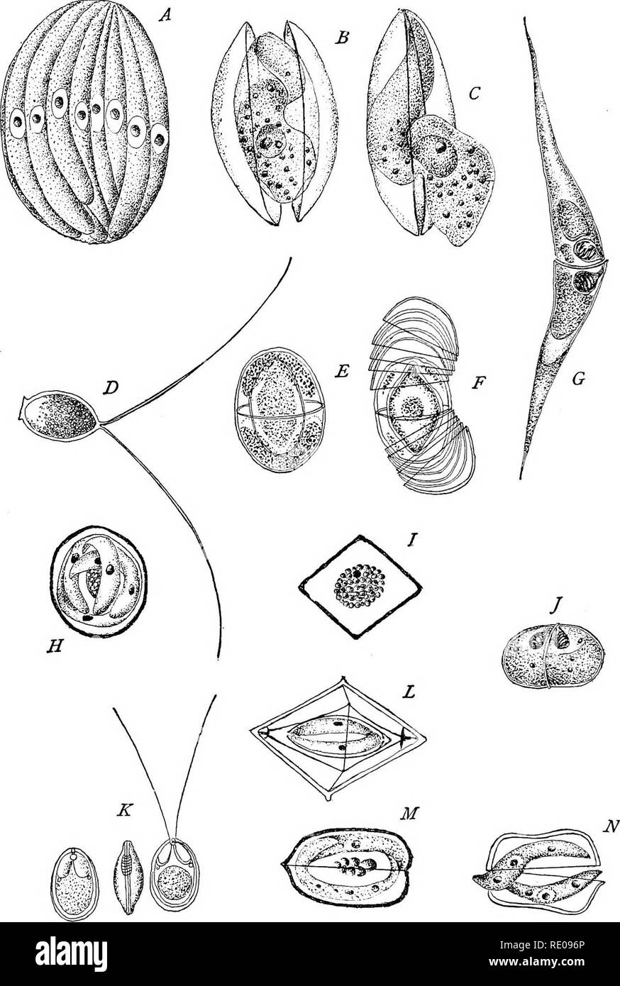 . The Protozoa. Protozoa. Fig- 83- — Types of spores. [Wasif.lewsky; A. SCHNEIDER; THELOHAN, etc.] A. EimerianepcB. /?, C. Bar&gt; omsiaor»ata. D. Tailed-spore of Gregirine. E, F. Ophryocystis Butschlli, with multiple epispores. G. Lcratomyxa splxzrulosa, //. Klossia helicis. I. Ciysfallo- spora Iheloharn. J. Leptotkeca a^ihs. K. Myxobolut elUpw'tdes. L. Crystallospora crystallotdes. M. Goussia clupearum. N. Adelea ovata. Coiled threads are shown in G and J, the extruded thread in K.. Please note that these images are extracted from scanned page images that may have been digitally enhanced for Stock Photo