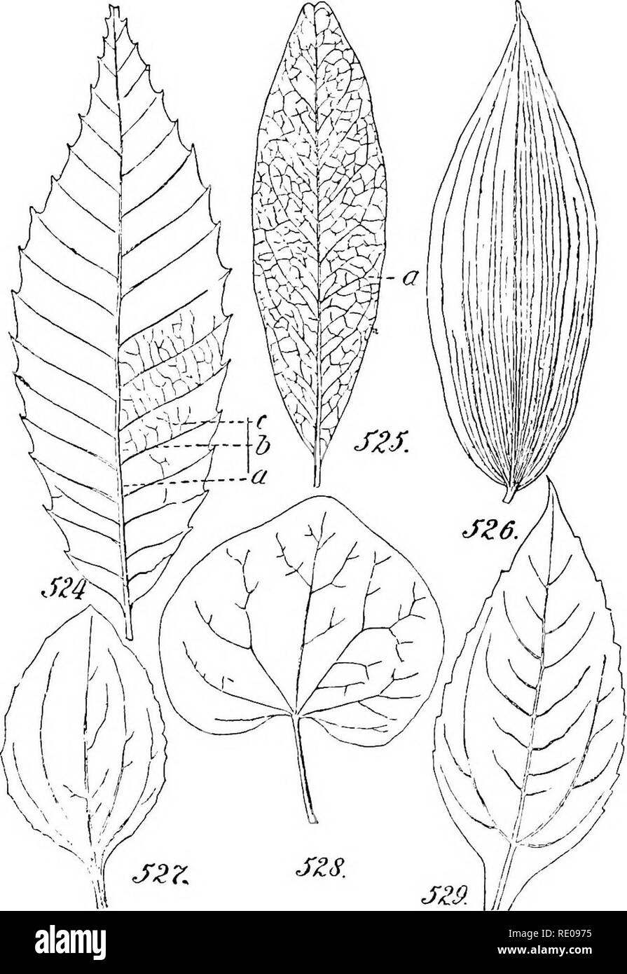 . A manual of structural botany; an introductory textbook for students of science and pharmacy. Plant morphology. VENATION OR NBRVATVRE 185 The forms all fall within two principal classes, which, in general, characterize respectively the monocotyledons and the dicotyledons. The former bears its principal veins more or less parallel with one another, and these are numerous. Such leaves are called Parallel- veined (Fig. 526).. Venation or Nervature: Fig. 524, Pinnately veined leaf of Castanea: a, midrib; b, secondaries: o, tertiaries. 525. Reticulate leaflet of Pilocarpus: a, anastomosis of seco Stock Photo