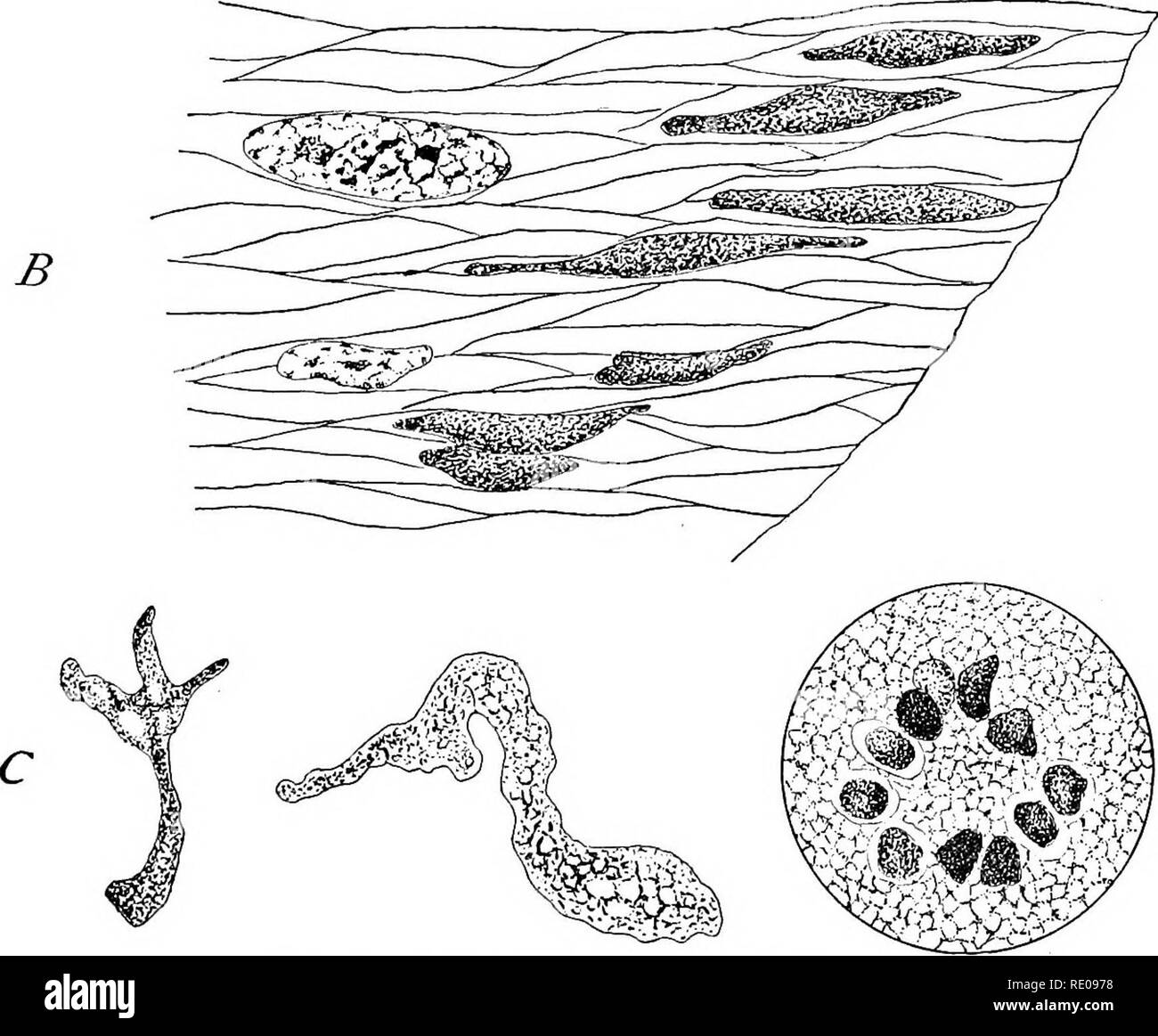 . The Protozoa. Protozoa. Fig. 81. —Lympkosporidium truttcE Calkins. A. The young spnrozoite and its development. B. Older forms in the muscle-bundles surround- ing the intestine. C. Still older amoeboid iorm prior to, and during, spore-iormation. above, to be used during the process of spore-formation and encyst- ment. In Sarcosporidiida and other muscle-infesting Sporozoa, growth takes place at the expense of the muscle-cells, although the organisms are not intra-cellular parasites. Thus, Lympkosporidium trutttz begins to grow in the lymph surrounding the intestine. The sporozoite develops i Stock Photo
