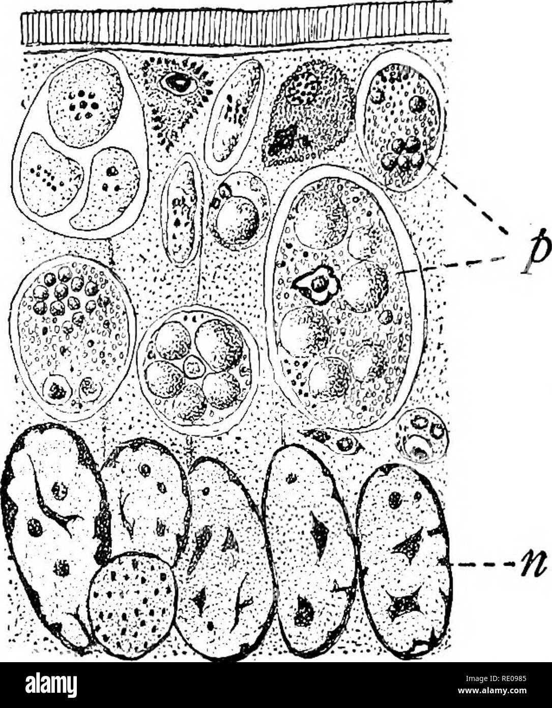 . The Protozoa. Protozoa. 142 THE PROTOZOA bore into the epithelial cells, where they grow (Fig. yy). All forms, apparently, begin life as intra-cellular parasites, where, at first, they do little harm, but as they grow by the absorption of fluids contained within their cell-hosts, the latter are improperly nourished and, unless the parasites leave them, they degenerate and die (Fig. 78). The duration of intra-cellular life varies in different kinds of Spo- rozoa: some are permanently intra-cellular {monophagms forms, so-called Cytosporid'.a,etc.); others are intra-cellular only in the young o Stock Photo