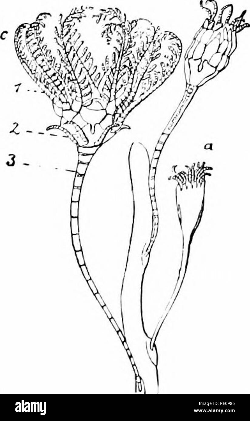 . A manual of zoology. Zoology. Fig. 3:il. l'iÂ«- â ^&quot;'â¢ Fig :i-'l â ilult (â {--lufedoii Hiacroiit/iia. 'After Carpenter.1 Fig. 32;i.-Different Pt/ifacrniii.'i stat'os ('i, )/, r) of .4i/fe./Â«)i rosncm. 1. arms; :', cirri; ;â ;, stalk.. Please note that these images are extracted from scanned page images that may have been digitally enhanced for readability - coloration and appearance of these illustrations may not perfectly resemble the original work.. Hertwig, Richard, 1850-1937; Kingsley, J. S. (John Sterling), 1854-1929. New York, H. Holt and Company Stock Photo