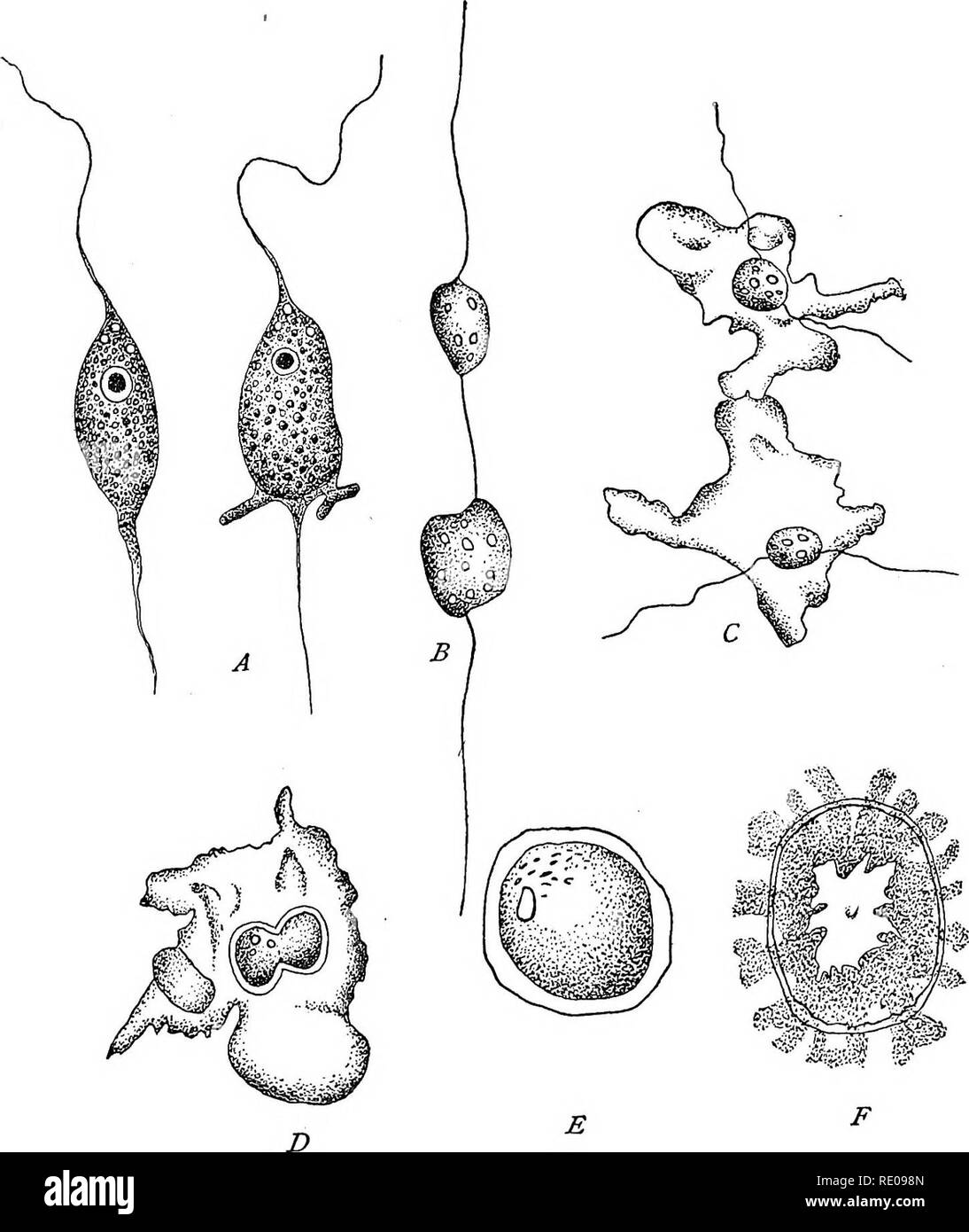. The Protozoa. Protozoa. THE MASTIGOPHORA 133 Pringsheim regards the larger ones as females, while the smaller ones may be either male or female.. Fig. 75. — Cercomimas crasstcauda Duj. [Dallinger and Drysoale.] A. Ordinary forms. B. Division stage. C. Conjugation of two individuals in amoeboid con- dition. D-E. The copula. F. Sporulation. The fused mass (zygospore) encysts and dries, the color changing from green to red. When remoistened, the contents again turn green and break open the cyst, usually as a single swarm-spore, although. Please note that these images are extracted from scanned  Stock Photo