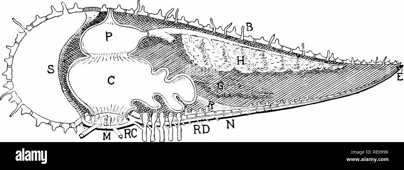 . A manual of zoology. Zoology. 336 ECIIINODEUMA. The oi-gaiis lie in jiart in the ccelom, in jiart in the ambulacral grooves. The alimentary tract is in the ccelom and extends straight upward from the mouth to the aboral surface, where it ends with an anus or is entirely closed (figs. 313, 314). By a. Fig. 314,—Section through ray and opposite interradium of a starfish forig.). B, branchi£e ; C, cardiac pouch of stomacla; J?, eye spot; (r, gonad; H, 'liver': J/, mouth; N, radial nerve; P, pyloric part of stomach ; BL ring canal: RB, radial canal of water-vascular system ; 6', stone canal. co Stock Photo