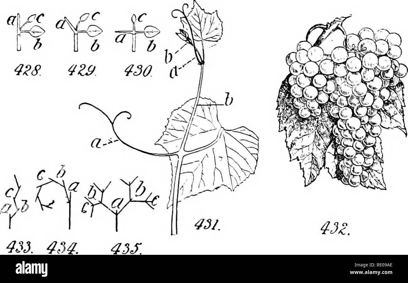 A of structural botany; an introductory textbook for students of science and pharmacy. Plant SYMPODIAL AXD MONOPODIAL 155 terminal phytomer has become converted into a tendril (a). This