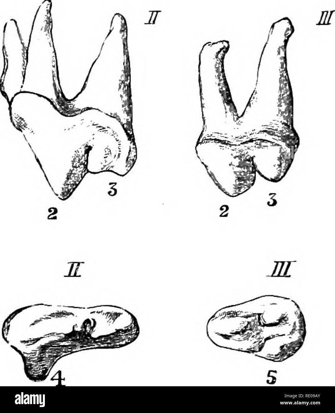 . An introduction to the study of mammals living and extinct. Mammals. Fig. 220.—Left upper carnassial teeth of Carnivora. I, Fells; II, Cayiis; III, Ursus. 1, Anterior, 2, middle (paracone), and 3, posterior (metacone) cusp of blade; 4, inner tubercle (protocone) supported on distinct root; 5, inner cusp posterior in position, and without distinct root, characteristic of the UrsidcE. in extent, but is generally placed near the anterior end of the blade, though sometimes it is median in position. In the Ursidw alone both the inner tubercle and root are wanting, and there is often a small inter Stock Photo