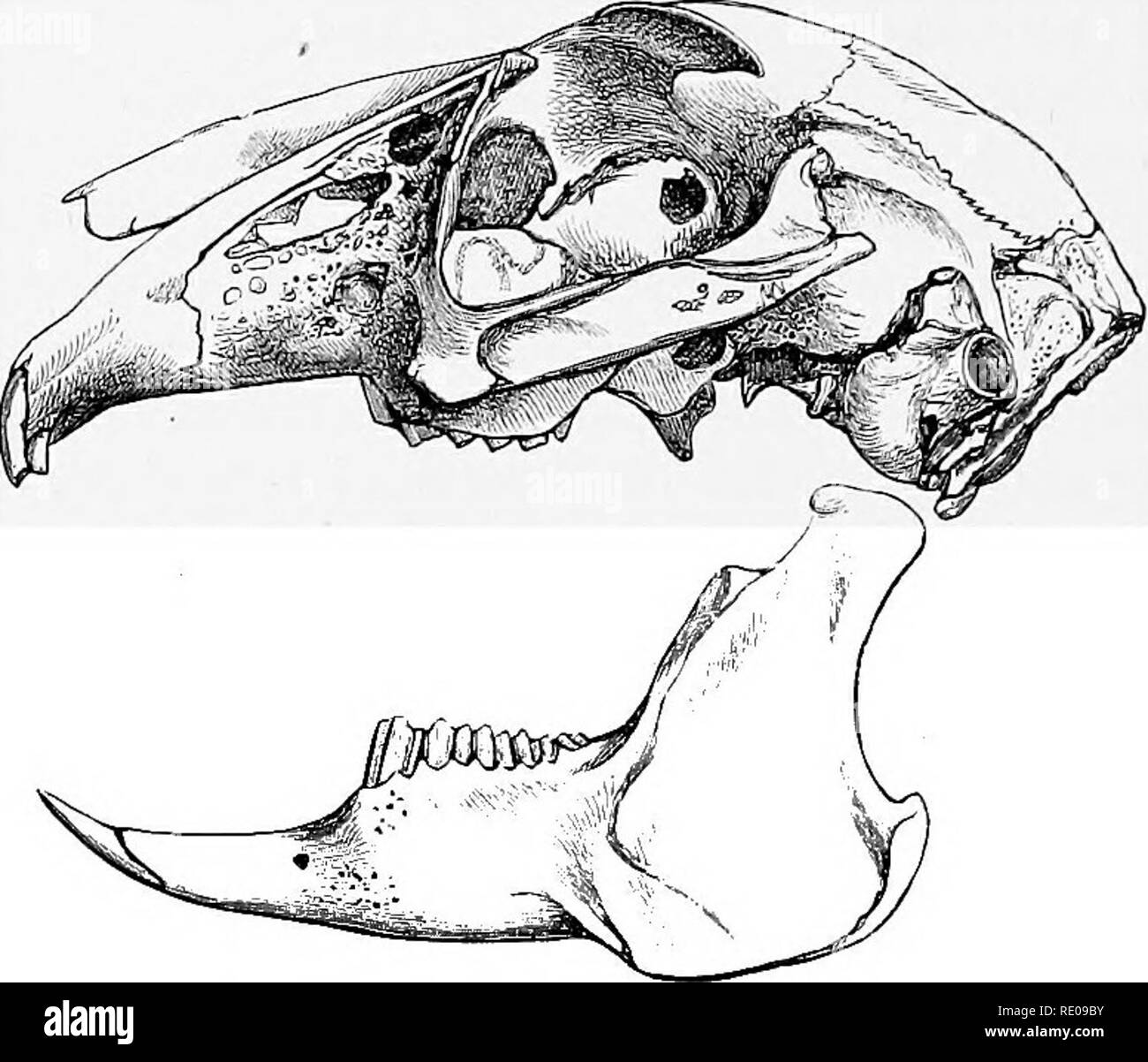 . An introduction to the study of mammals living and extinct. Mammals. 492 RODENTIA G-uinea-Pig-like animals, inhabiting chiefly the mountainous parts of Northern Asia (from 11,000 to 14,000 feet), one species only being known from South-East Europe, and another from the Eocky Mountains. The Picas, or Tailless Hares, live in holes among the rocks of their native mountains, and are agile and shy little creatures. The genus is well represented through the upper and middle Tertiaries. It has been proposed to separate those fossil forms with &quot;p as seems scarcely advisable. :, and those with ^ Stock Photo