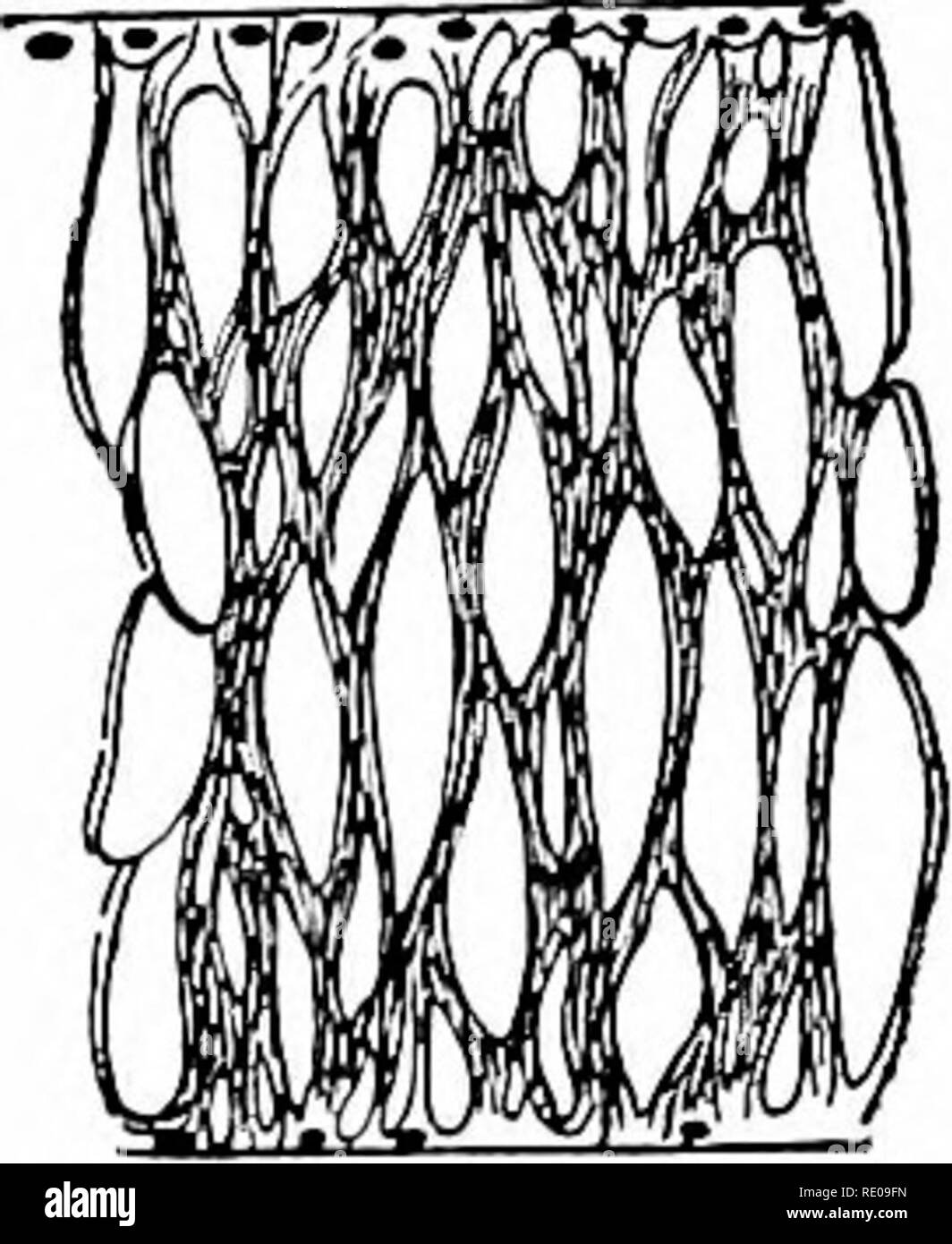 . Amphioxus and the ancestry of the vertebrates. Amphioxus; Sea squirts ...