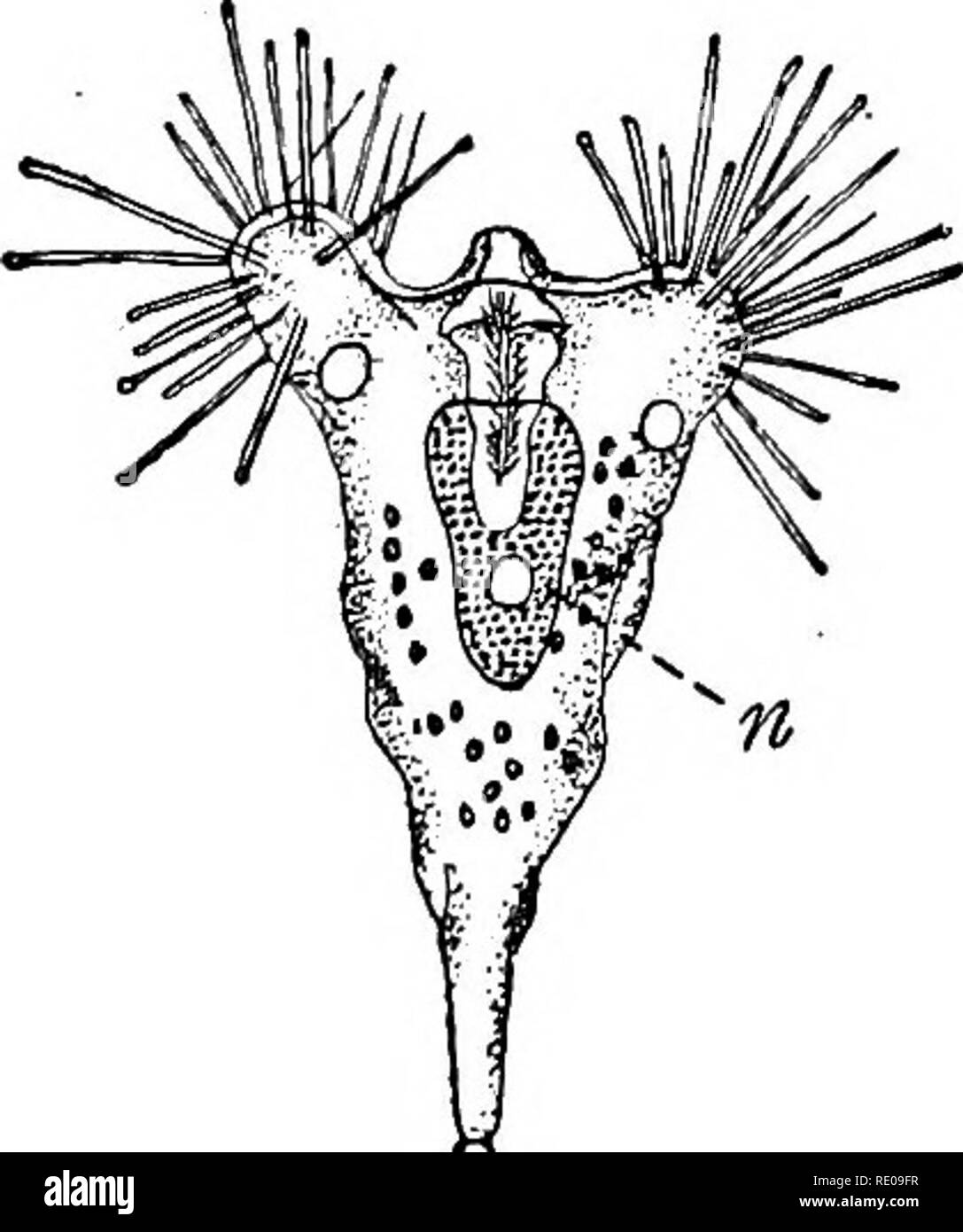 . The Protozoa. Protozoa. -0. Fig. I. — Types of Protozoa. ^4. Amcsba proteus, a rhizopod. i?. Peranema trichophorum, a flagellate. [BUTSCHLI.] C Stylonychia mytilus, a ciliate. [BUTSCHLI.] /P. Pyxinia sp. a sporozoon. [WASIELEWSKY.] E. Tokopkrya guadripartita, a suctorian. [BUTSCHLI.] &lt;:. contractile vacuole; £. epithelial host- cell ; n. nucleus; v. food or gastric vacuole.. Please note that these images are extracted from scanned page images that may have been digitally enhanced for readability - coloration and appearance of these illustrations may not perfectly resemble the original wor Stock Photo