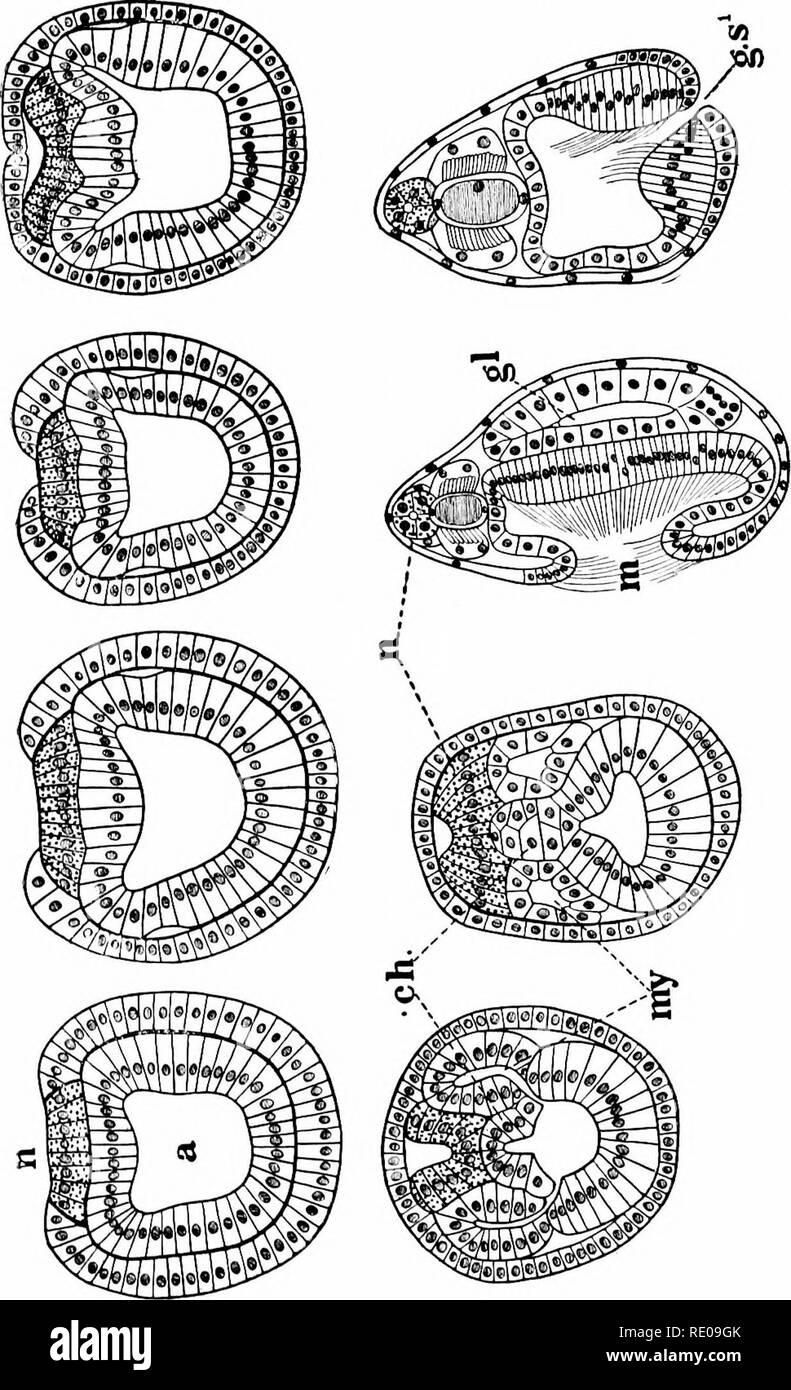 . Amphioxus and the ancestry of the vertebrates. Amphioxus; Sea squirts; Hemichordata. EM BR YONIC DEI EL 0PMEN T. 119. rt ^ e 3 bo 0 0 Â£ OJ ml cu v 0 0) t3 a; OJ Â£ 0 s 0 0 cu ^ fD s i-&gt; bx) ;=i J3 =3 PH -0 d a, a 2 'J. G P- 0 1=1 0 ^ X u in OJ e 3 =3 u (/T &lt; ^ ^ 'O &quot;H^ d be X 0 f â J OJ 3 0 &quot;3 0 rP &gt;- 0 0 ID C OJ 0 s OJ Td 0 0 S OJ 0 0 OJ s C o o OJ &lt;; â -p 0 en Q id 1 0 0 Cu 0 B 0 :3 b/) 0 d OJ TH 1a a *. h :Â« n ^ ^ d --' 4:: f&lt;, &quot;d ^? â /I ^  c rt i, d r-; &quot;1 -n ,^^V by] 1 c E Â£ H S ^. o ^ S. Please note that these images are extracted from scanned pa Stock Photo