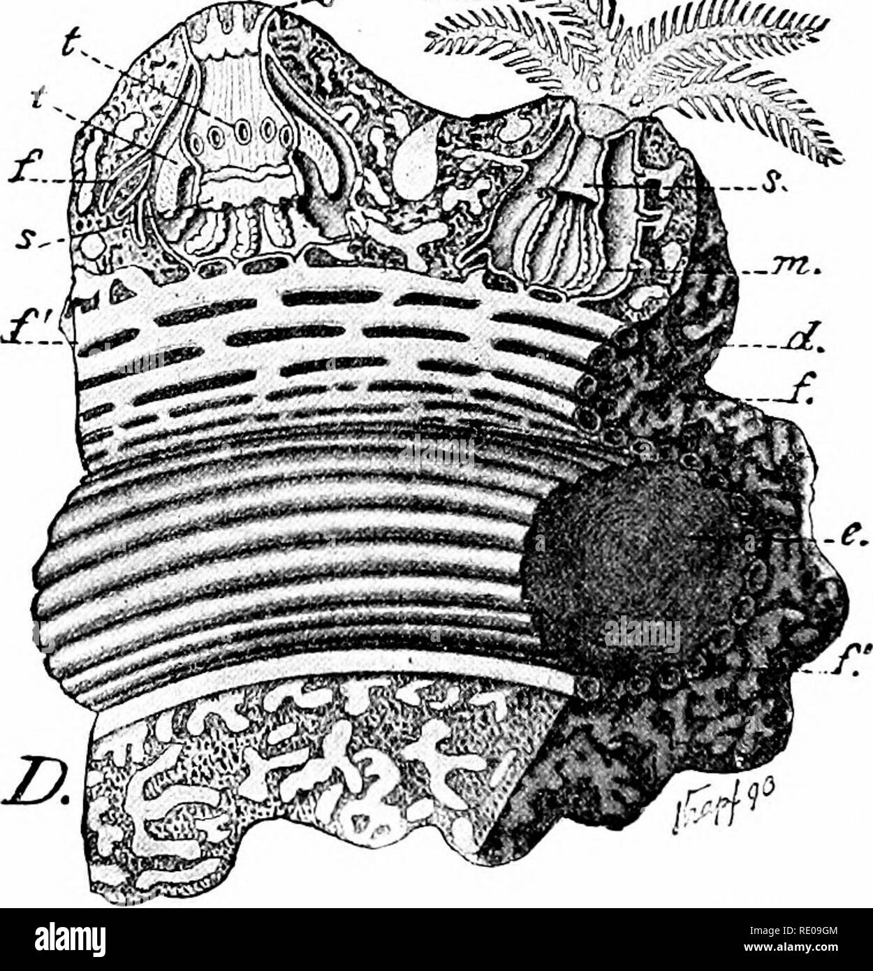 . A manual of zoology. Zoology. Fig. 206.âCoraXlium ruhruvi, vqH q(^v,, (After Lacazo Diitliiers.) -^, ciliated young; B, young colony ; C, part of colony with polyps in extension (o) and contrac- tion {(â ); d, co3nosarc; D^ stereogram of a brancli; h, c, partly and completely re- tracted polyps; r/, ccenosarc; c, skeletal axis exposed: /', /, larger and smaller ccenosarcal canals; m, mesenterial filaments; *â , (.esophagus; t, retracted tentacles; A^ greatly, B, C I slightly enlarged. of these project on the outer surface as cos(a Still outside these may be a second cup, the epifhent. I Stock Photo