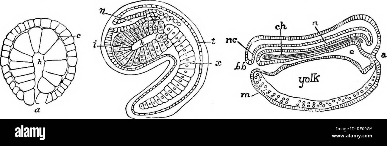. Zoology for high schools and colleges. Zoology. DEVELOPMENT OF A8CIDIAN8. 3as Huxley, merely as a kind of stalk, from which new zooids bud out, and this process, in his opinion, &quot;leads to the still more singular process of development in Pyrosoma, in which the first formed embryo attains only an imperfect develop- ment, and disappears after having given rise to four ascidio- zooids.&quot; In Clavellina and Perophora the original parent Aseidian throws off branches or stolons from which develop new individuals. The usual mode of development in the simple and com- pound Ascidians (forming Stock Photo