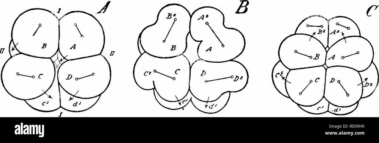 Embryonic cleavage Black and White Stock Photos & Images - Alamy