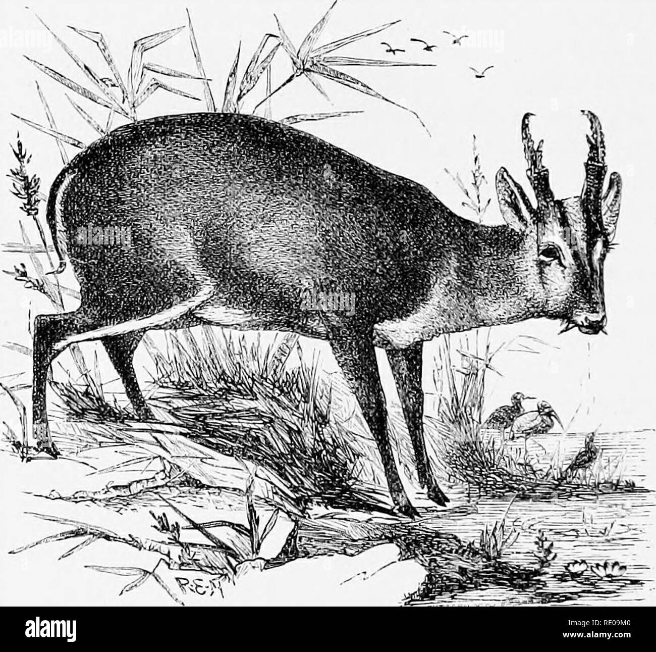 . An introduction to the study of mammals living and extinct. Mammals. UNGULATA colour is a bright yellowish-red, darker in the upper parts of the back; the fore legs from the shoulder downwards and the lower part of the hind legs, dark bluish-brown; anterior parts of the face from the muzzle to between the eyes, brown—a blackish line running up the inside of each frontal ridge; chin, throat, inside of hind legs, and under surface of tail white. The female has a black bristly tuft of hair on the spot from which the pedicles of the antlers of the male grow. The average length of the male, accor Stock Photo
