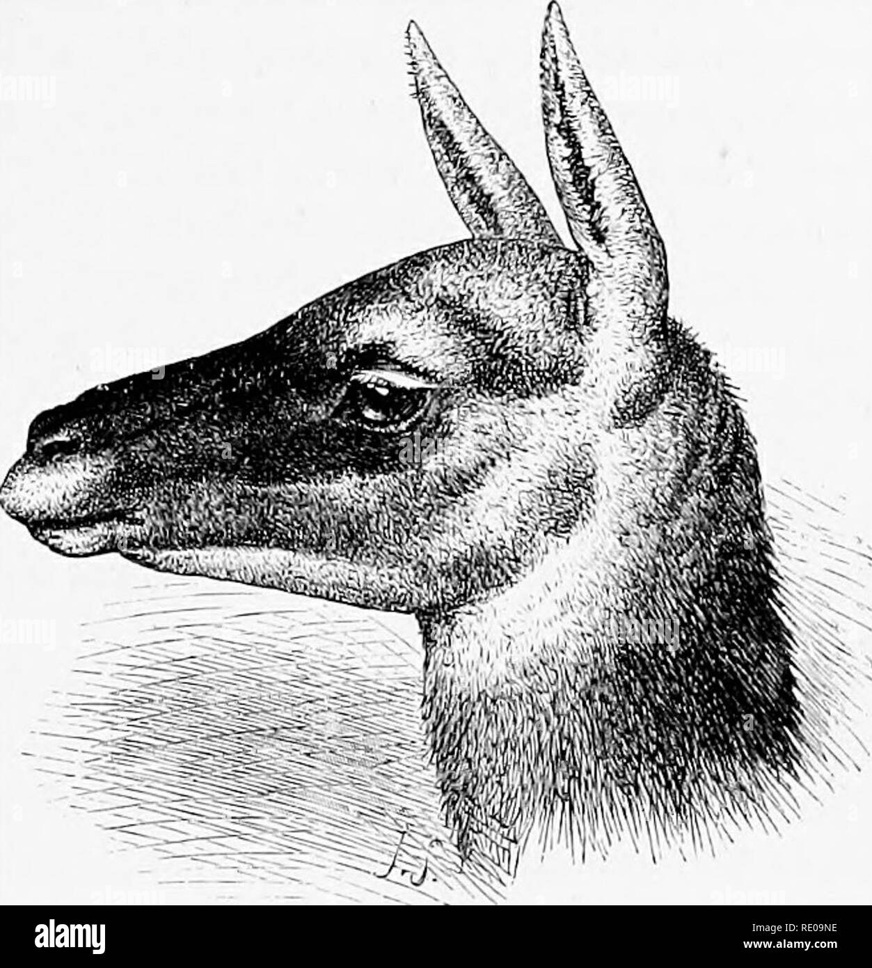. An introduction to the study of mammals living and extinct. Mammals. CAM ELID^ 301. Fig. 117.—Head of Guanaco, from an animal living in the Gardens of the Zoological Society of London. the Vicugna being smaller, more slender in its proportions, and having a shorter head (Fig. 116) than the Guanaco (Fig. 117). It may therefore, according to the usual view of species, be considered distinct. It lives in herds on the bleak and elevated parts of the mountain range bordering the region of perpetual snow, amidst rocks and precipices, occurring in various suitable localities throughout Peru, in the Stock Photo