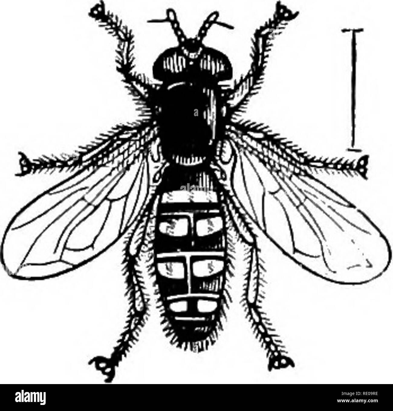 . Zoology for high schools and colleges. Zoology. Fig. 343.--Bot-fly of the ox and its larva. Order 13. Siphonaptera.—The fleas (Fig. 341) are wing- less, with sucking mouth-parts; all the palpi four-jointed. Order 14. Diptera.—The common house fly (Fig. 343) is a type of this division, all the members of whichliave but two wings, while the tongue is especially developed for lap- ping up liquids. The common house- fly lives one day in the egg state, from five days to a week as a maggot, and from five to seven days in the pupa state. It breeds about stables. The Tachina-fly is beneficial to man Stock Photo