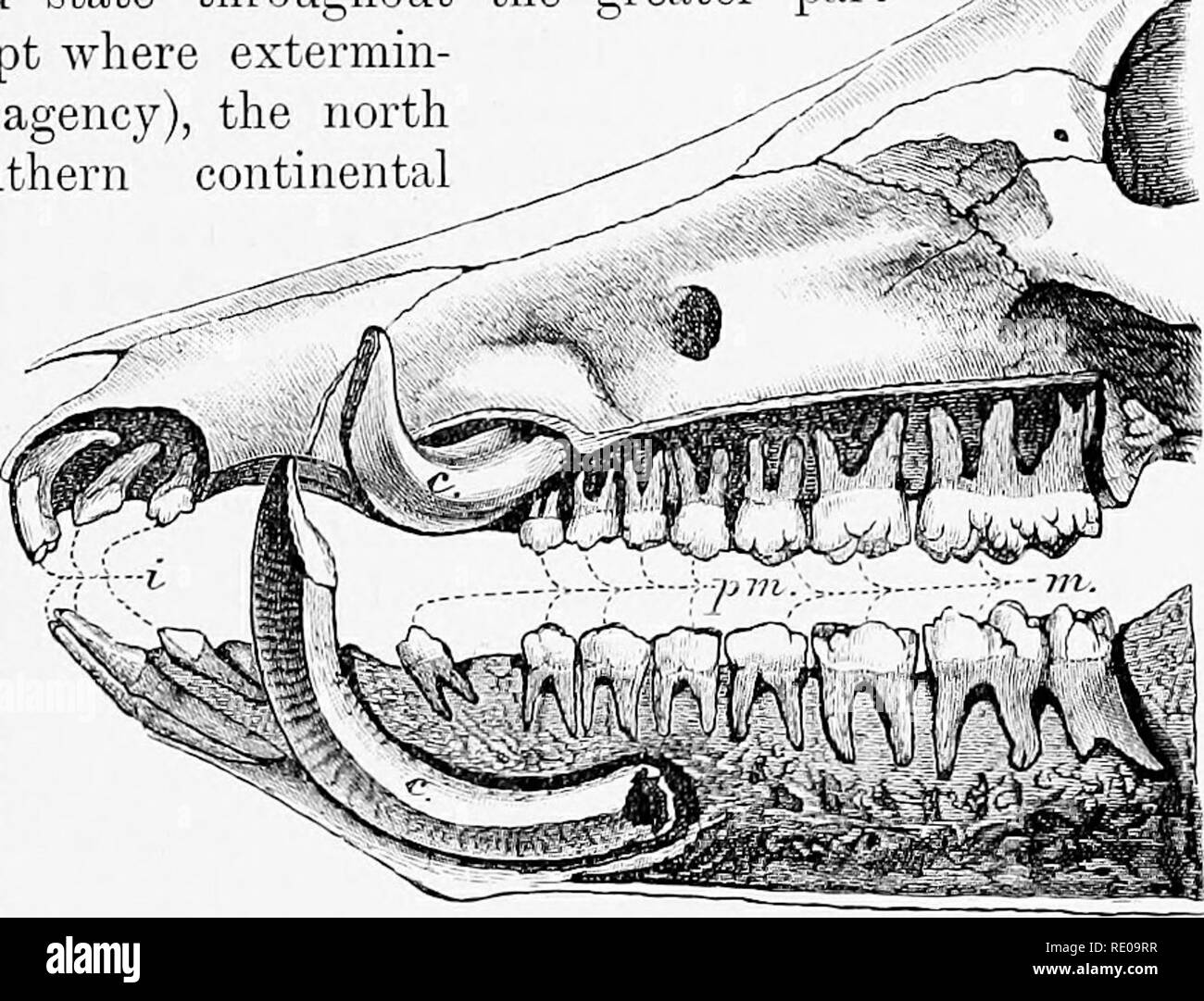 . An introduction to the study of mammals living and extinct. Mammals ...