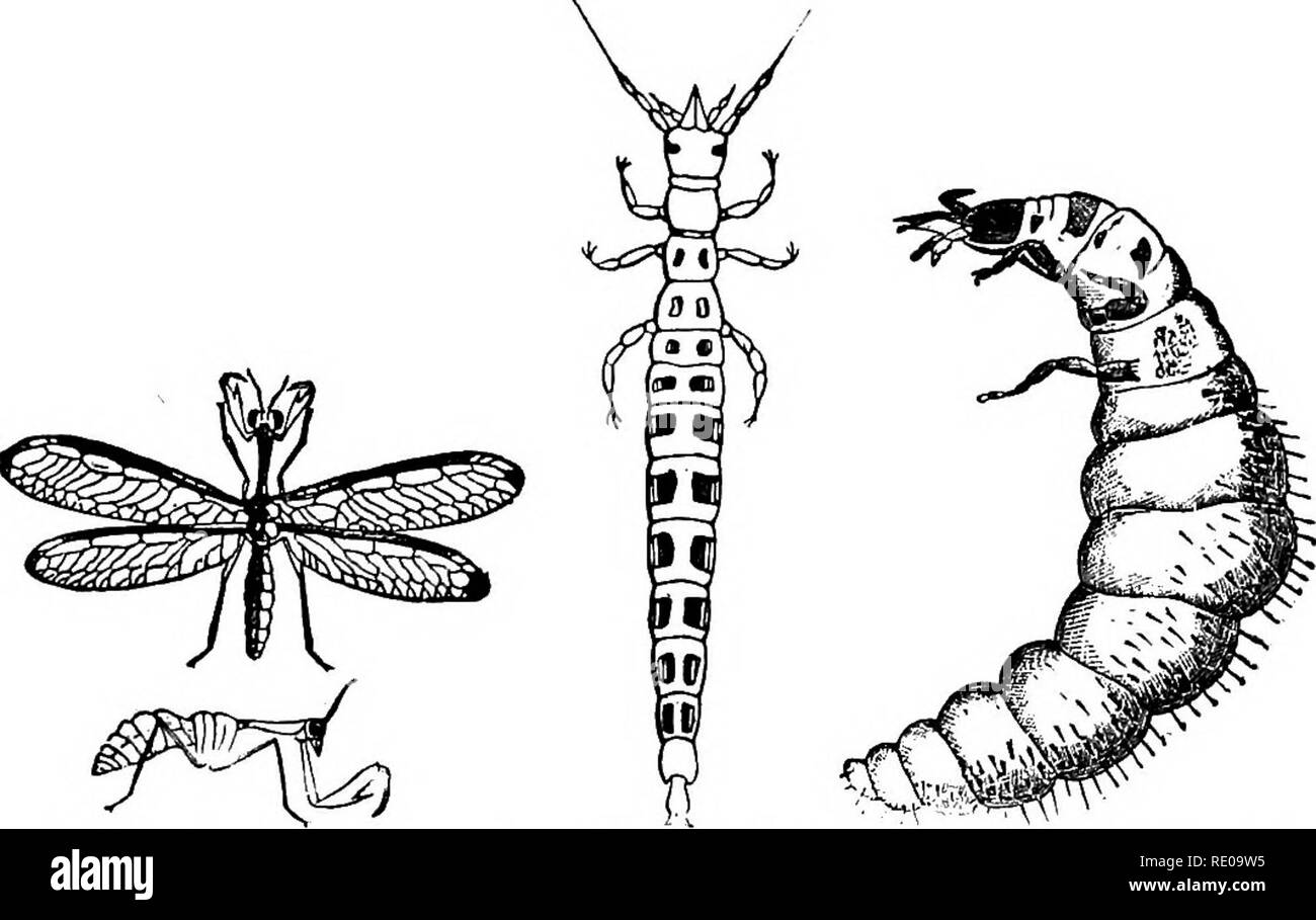 . Zoology for high schools and colleges. Zoology. MBCAPTERA. 351 cylindrical larvae are called case-worms, differ from the Neuroptera in features which ally them to the Lepidoptera. The mandibles are obsolete, but well developed in the larva. Fig. 331,—Mantispa interrupta Say; and side view of the same without wings. Natural size.— Emerton del. Fig. 332.—Fresh- Fig. 332o.—Larva ol the ly hatched larva of same, but older, before the Mantispa styria- first moult. Enlarged.— ca. Enlarged. After Brauer.. Please note that these images are extracted from scanned page images that may have been digita Stock Photo