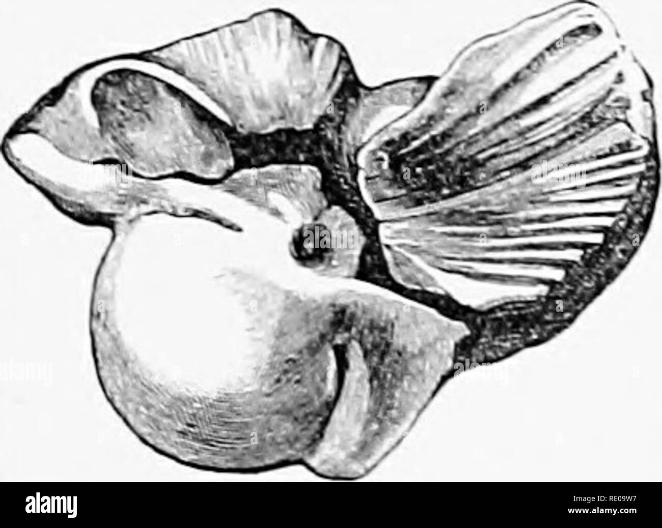 Plinth Rostrum . An introduction to the study of mammals living and extinct. Mammals ...