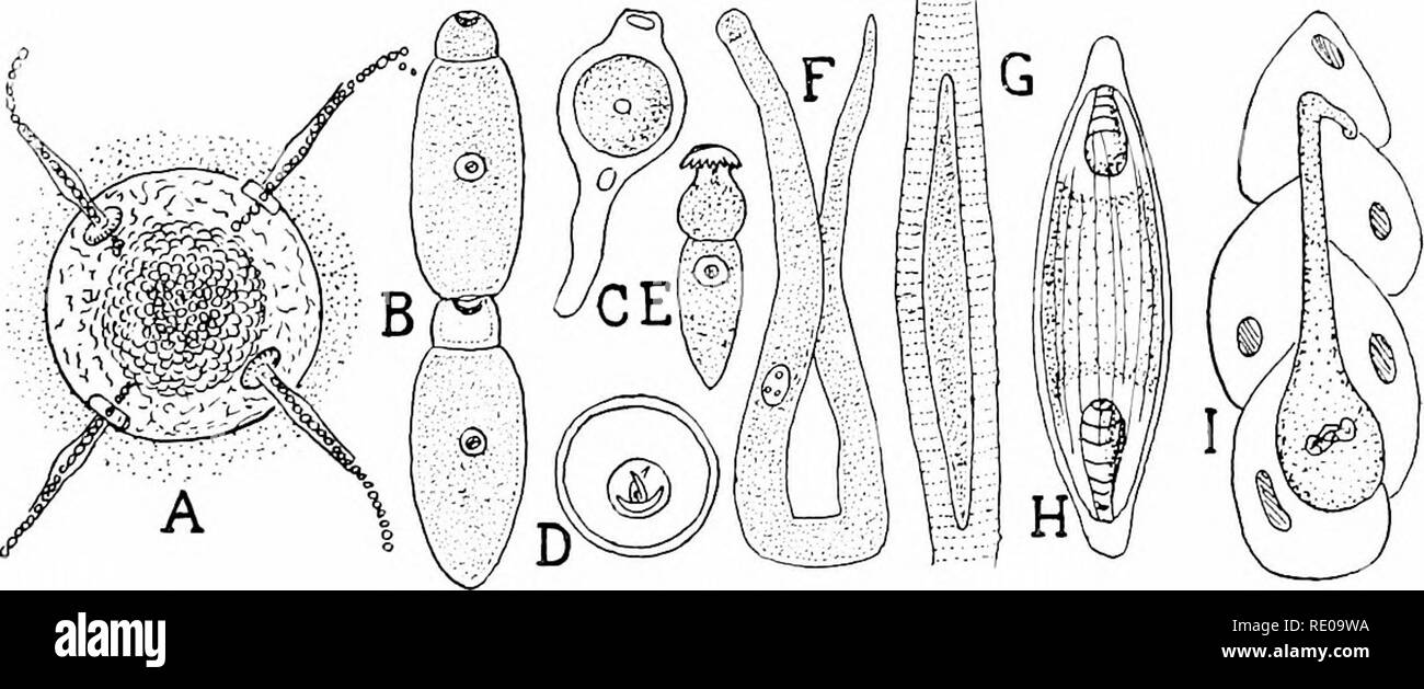 . A manual of zoology. Zoology. ir. SPOROZOA: GREGARINA. 213 Class IV, Sporozoa. Under the name Siiorozoa are united several groups of Protozoa which, while they differ nnich in structure, have much in common m life and development. They are parasites in Metazoa, many of them in the cells themselves, causing their degeneration (Cytospo-. FlG. 154.—Sporozoa. -4, cyst of Ctepsidrma with sporoducts; B^ Clepsidrina, two indi- viduals (after Schneider): C, Eiiut^ria fiilciforinia, from mouse; D, same, falciform enihry{)s: E, Huphtrltiinchus (iujurdinii^ from Litliobius; F, Gregarhia (ligantea, from Stock Photo