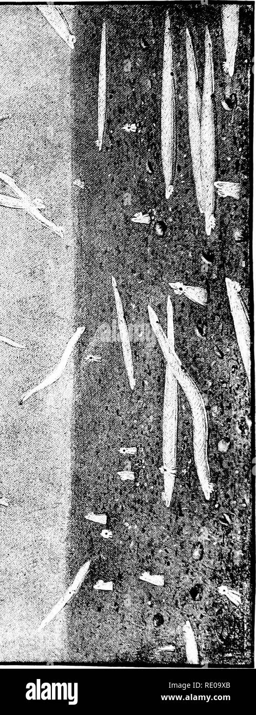 Amphioxus High Resolution Stock Photography And Images Alamy Amphioxus High Resolution Stock Photography And Images Alamy