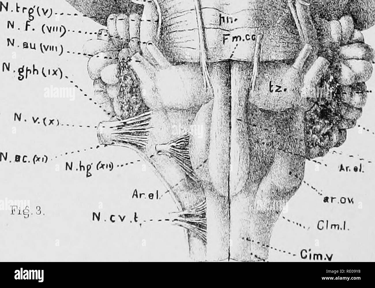 . Anatomical technology as applied to the domestic cat; an introduction to human, veterinary, and comparative anatomy. Cats; Dissection; Mammals. inf hK R.p-fn. fm.c. NN dI (r) feor Lol €^ Lm alb i Lmc n Rx Lfl -Fdtf 1 oh F-*- &quot;/. F.S ^ N ocmlati   '^ •'&quot;Jtvij N.tr, N . Frk. HKims, N on TO -Pt.d. TrbrH K- ''• • frH ^ F.|.rh. 5 F &quot;f-^jii:, 'Itin I. Ll.ap- rotpK. -N.tr.Uv) £ m ay r.l h/ ^j M,j&gt; Clm.v Fvmo 'Fvl. WILDER OH BRAIN OF CAT. Please note that these images are extracted from scanned page images that may have been digitally enhanced for readability - coloration and app Stock Photo