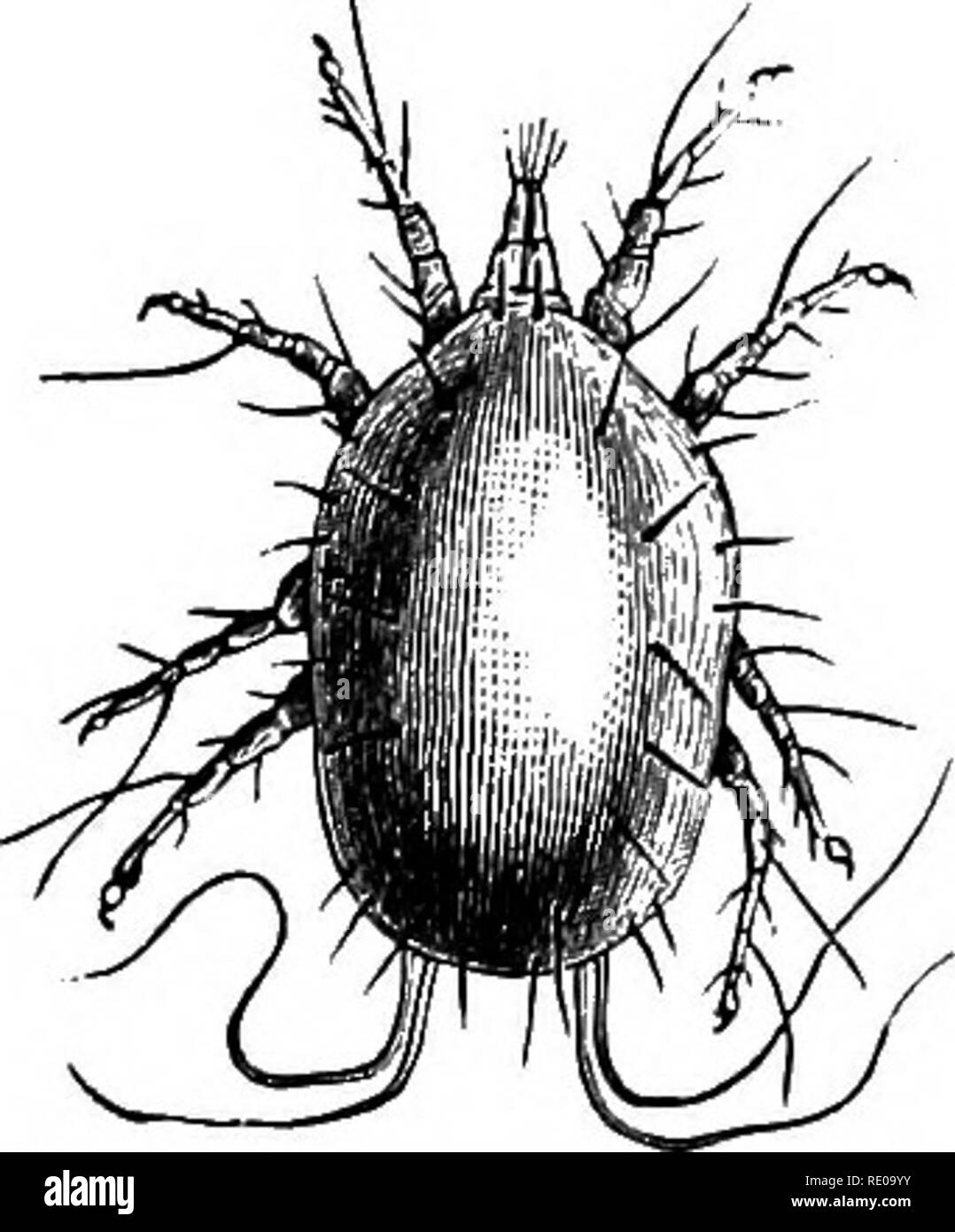 . Zoology for high schools and colleges. Zoology. THE MITES. 341 pairs of short-clawed feet. Pentastoma (Fig. 309) occurs in the lungs and liver of man, and in horses and sheep. Order 4. Acarina.—Tlie mites are degenerate Arach- nida, the body being oval in form, the head usually small, more or less merged with the thorax, while the latter is not differentiated from the abdomen. There is a slight metamorphosis, the mite when first hatched having but&gt; three pairs of legs, the fourth. Please note that these images are extracted from scanned page images that may have been digitally enhanced fo Stock Photo