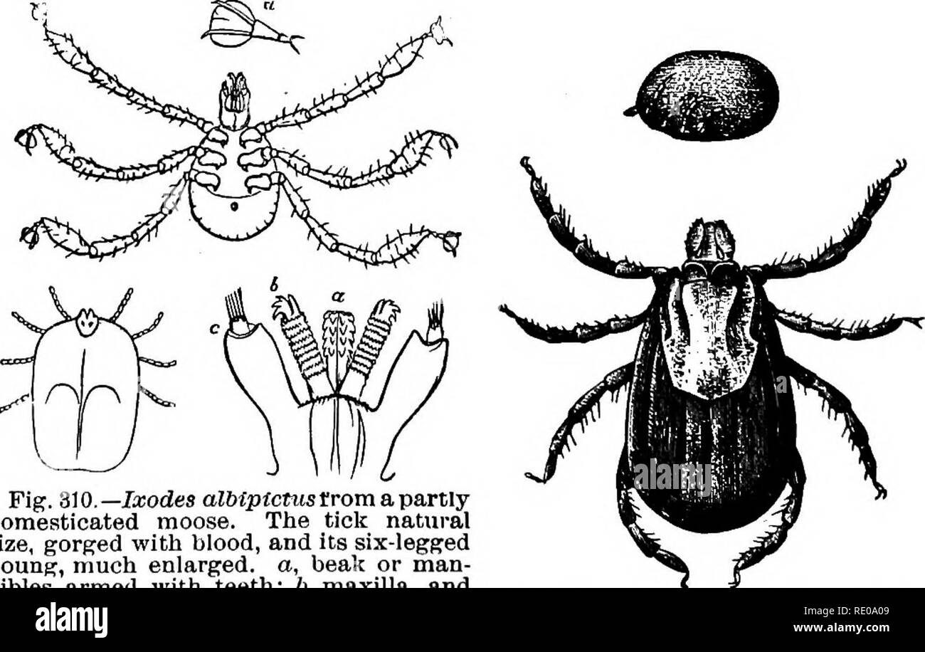 . Zoology for high schools and colleges. Zoology. Fig. 308.—Milnesium tardigradum^ X 130 times. I, mouth-parts; fc, alimentary canal; 01), ovary.—After Doyere. Fig. 309.—Pentastoma toenioides. Natm'al size.—From Verrill.. Fig. 310.—Ja;odes alMptcmsirom a, partly domesticated moose. The tick natural size, gorged with blood, and its six-legged young, much enlarged, a, beak or man- dibles armed with teeth; 6, maxilla, and c, maxillary palpus; d, a foot with sucker and claws, enlarged. Fig. 311.—ixodfs bovis. Natural size and enlarged.. Please note that these images are extracted from scanned page Stock Photo