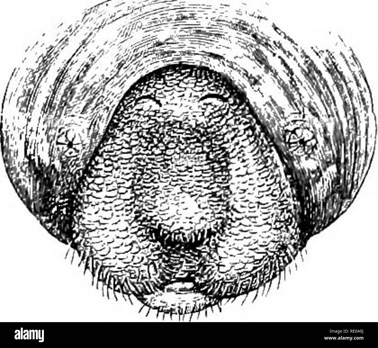 . An introduction to the study of mammals living and extinct. Mammals. Fig. 73.âFront view of head of American Manatee, showing the eyes, nostrils, and mouth. A, With the lobes of the upper lip divaricated; B, with the lip contracted. From iUirie, Trans. Zool. Soc. vol. xi. or in captivity, indicate that it has not the jDOwer of doing so. None of the specimens in confinement have been observed to emit any sound. Manatees, though much less numerous than formerly, are still occasionally found in creeks, lagoons, and estuaries in some of the West India Islands, and at various spots on the Atlanti Stock Photo