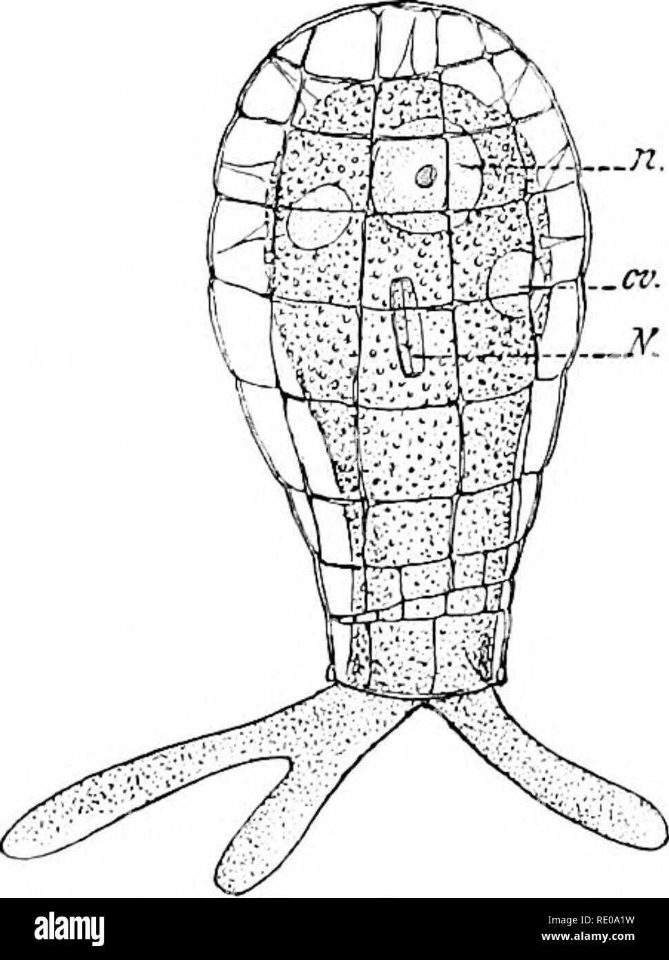 . A manual of zoology. Zoology. lye PROTOZOA. couTiM (fig. 133); Haliommid^ with latticed spheres (fig. 85;; Discid.e, disc like. Sub Order II. ACANTHARIA. Capsular membrane perforated every- where by pore canals; twenty spines of acanthin which radiate from the centre in an extremely regular manner, form the skeleton, as in Arxintho- metra (flg. 125), or the spines are bound together by a latticed sphere formed of twenty separate plates, as in Ar:antliofihractii. Sub Order III. MONOPYLEA or NASSELLARIA. The pores of the central capsule occupy a pore field at one end. Best known are the Cyrtid Stock Photo